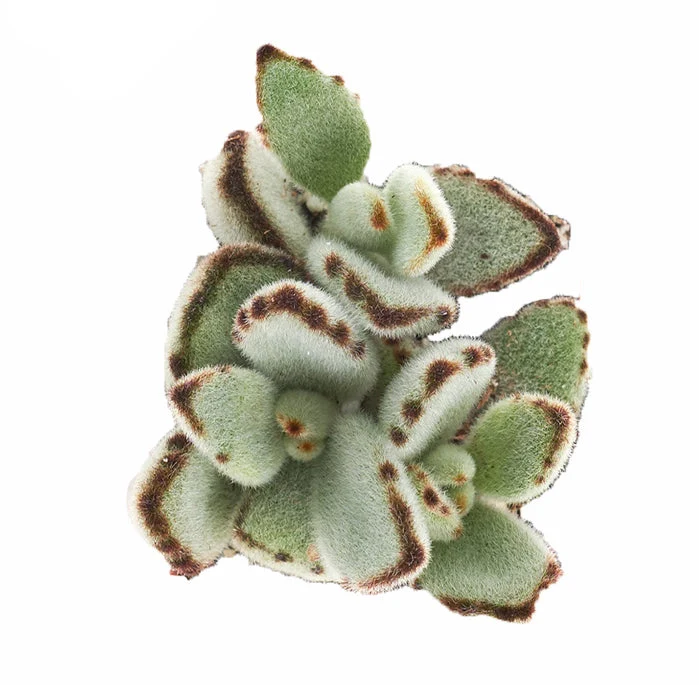 Kalanchoe tomentosa 'Panda Plant' - Image 2