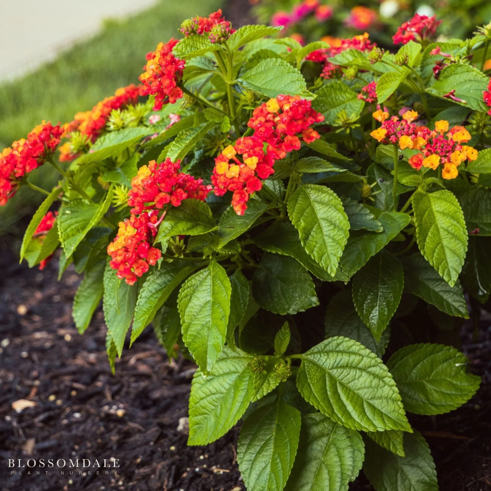 Lantana 'Dallas Red' - Image 3