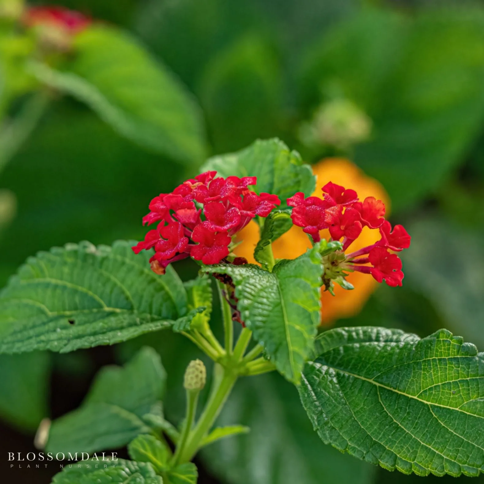 Lantana 'Dallas Red' - Image 4