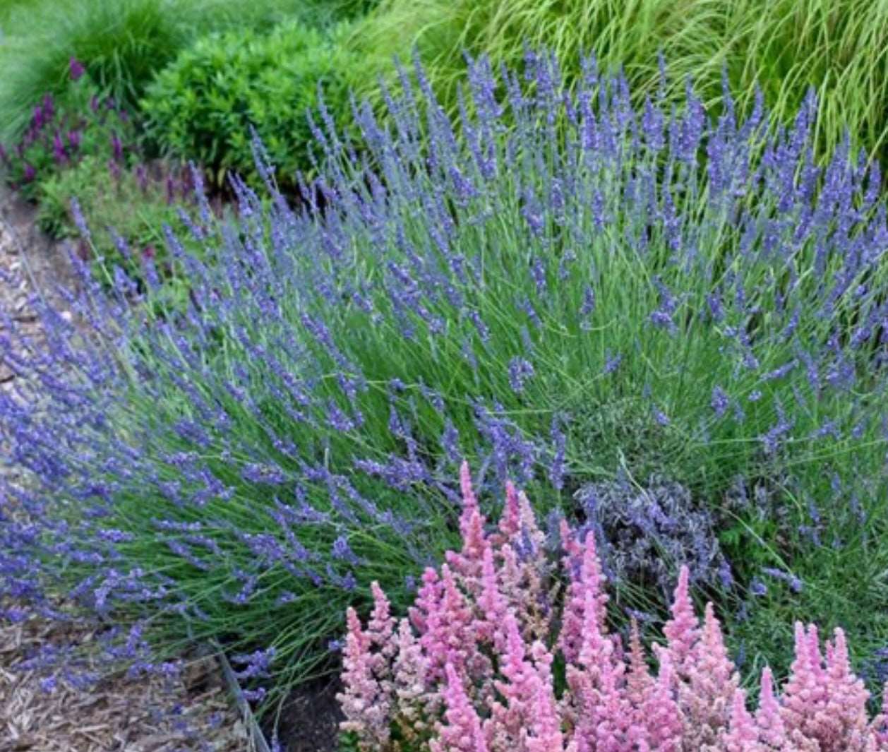 Phenomenal Lavender - Image 3