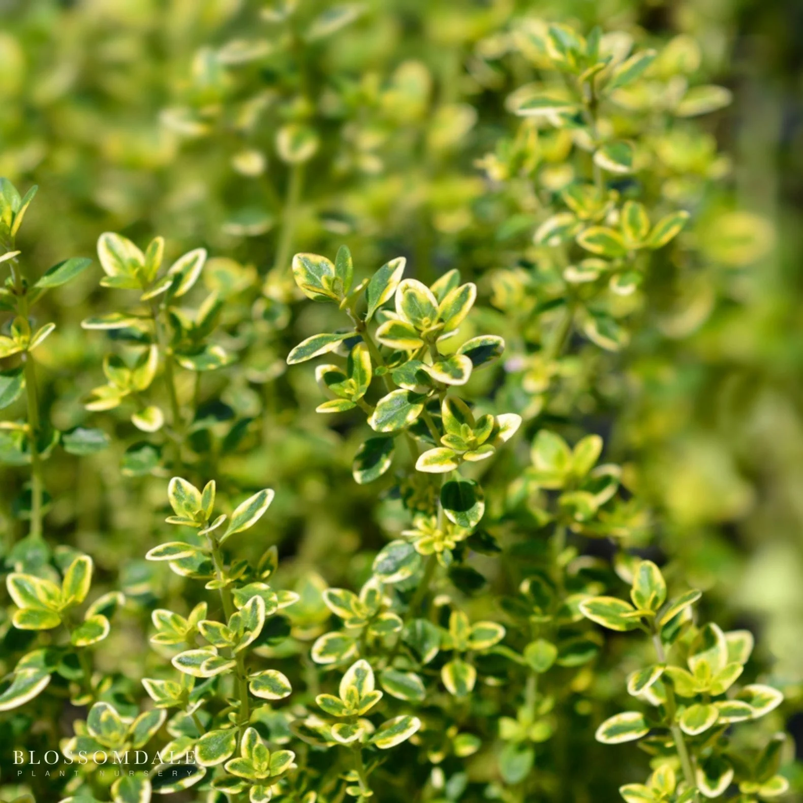 Lemon Thyme