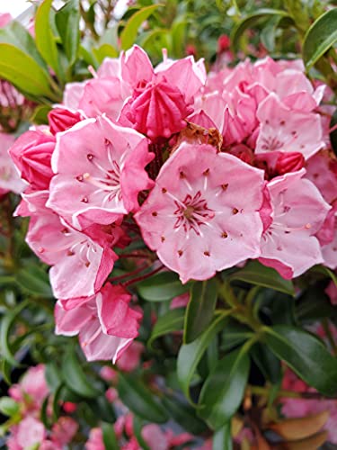 Little Linda Miniature Mountain Laurel - Image 2