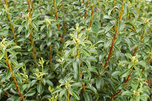 Little Linda Miniature Mountain Laurel - Image 3