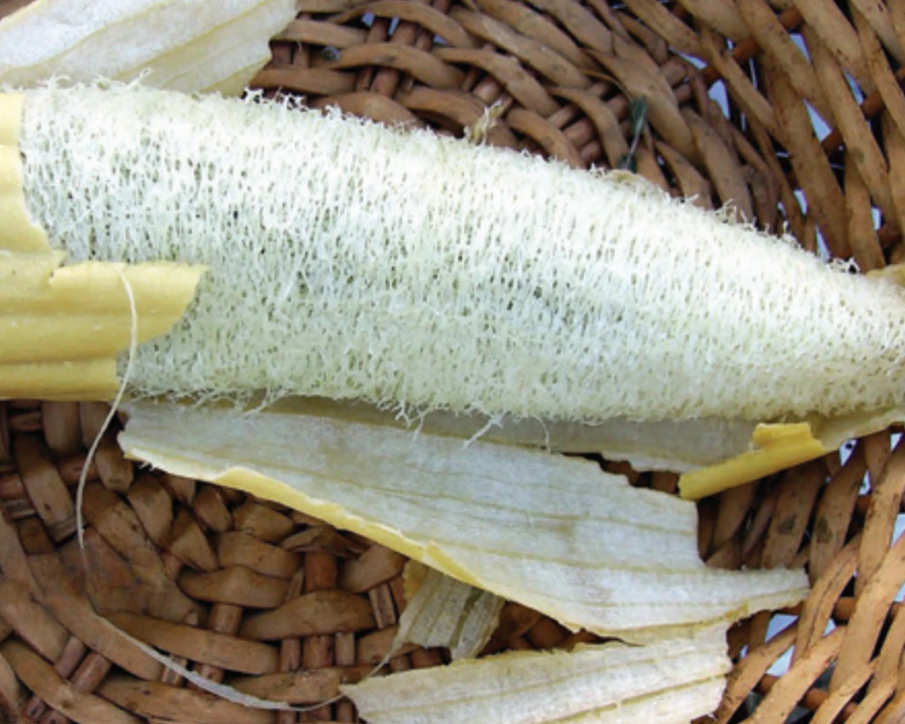 Luffa Sponge Gourd Seeds - Image 3