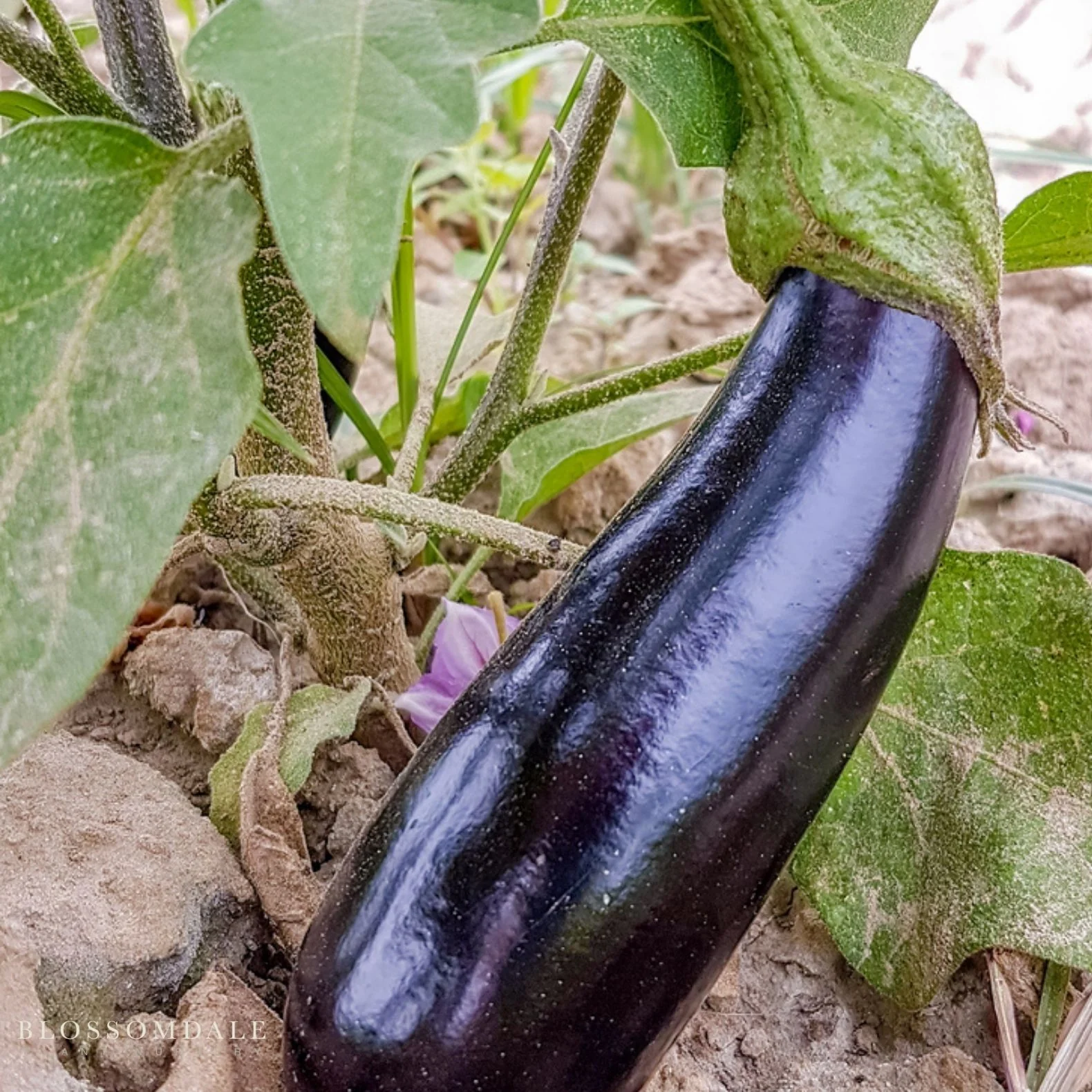 Millionaire Eggplant Seeds - Image 2