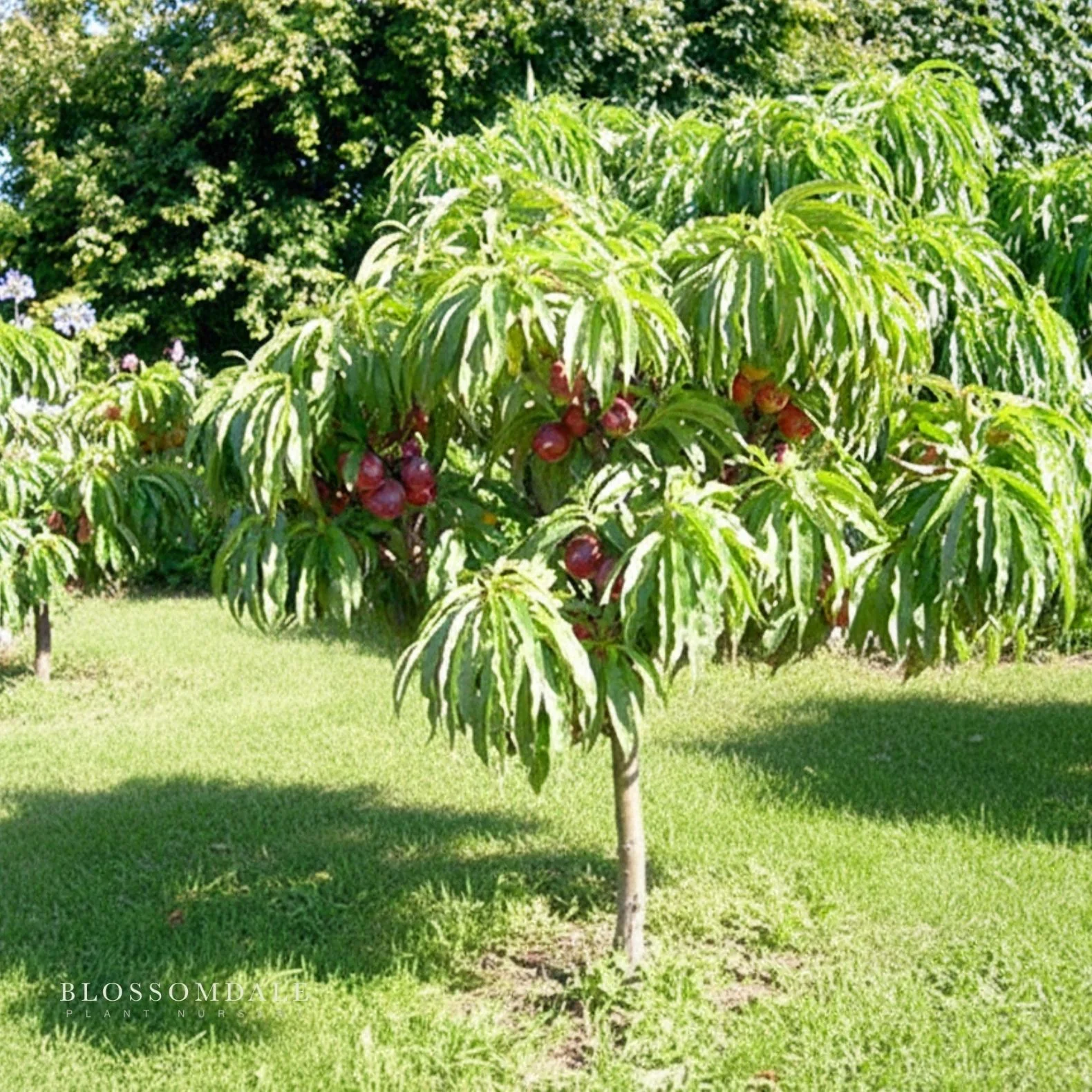 Miniature 2-in-1 Nectarine & Peach Tree (Necta Zee & Honey Babe) - Image 4