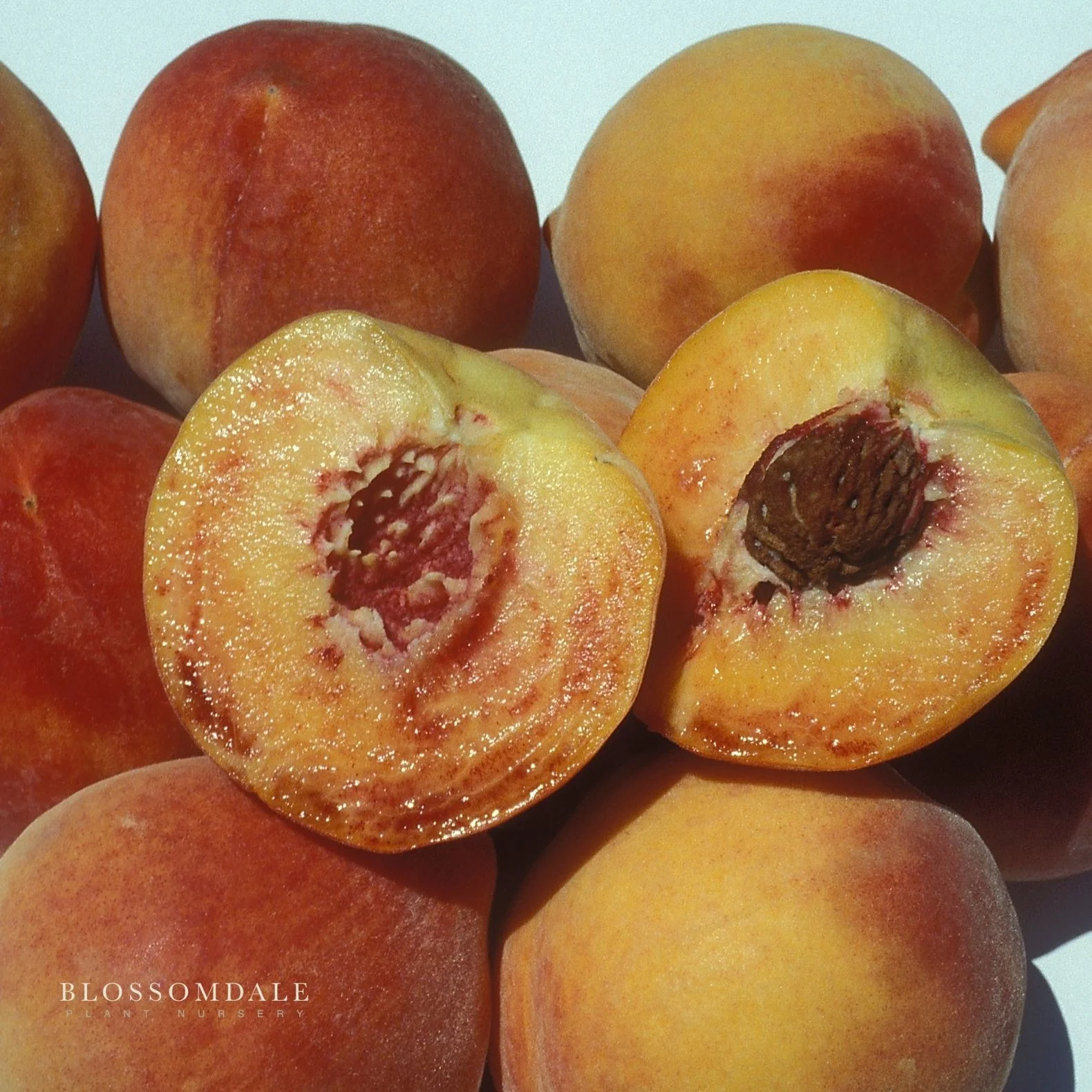 Miniature Honey Babe High Head Peach Tree - Image 2