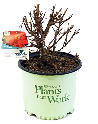 Miracle on the Hudson™ Rose - Image 2