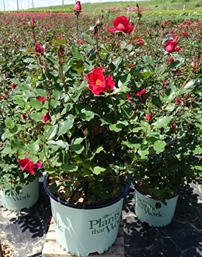 Miracle on the Hudson™ Rose - Image 3