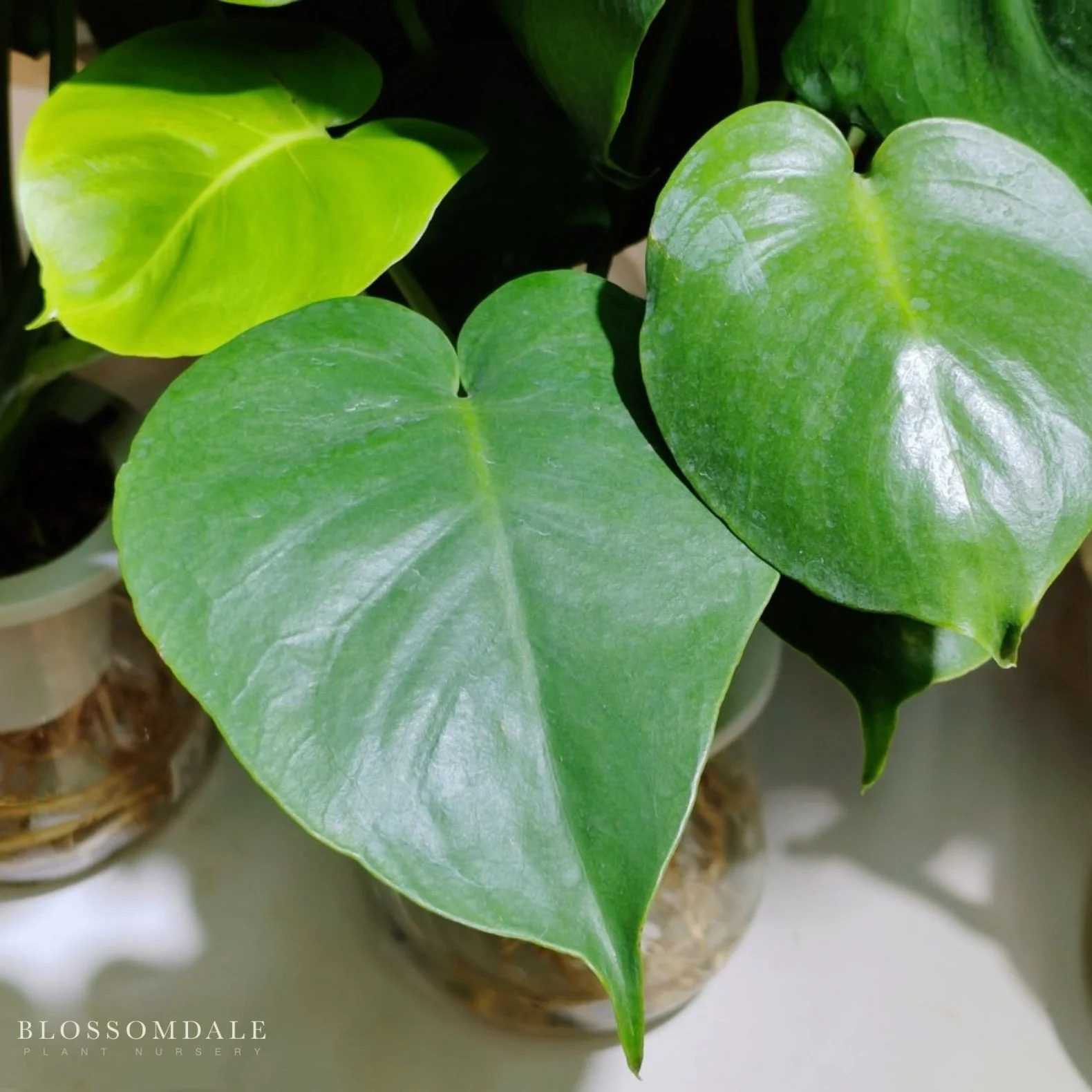 Monstera Deliciosa - Image 4