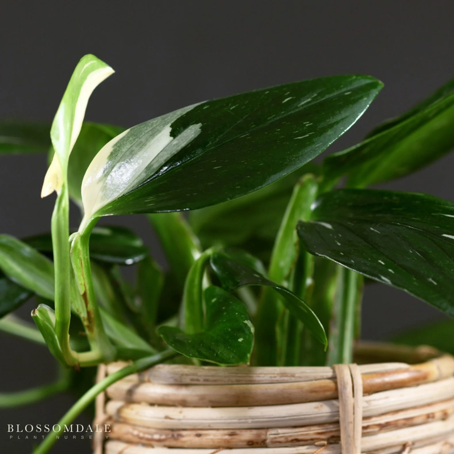 Monstera Standleyana Albo