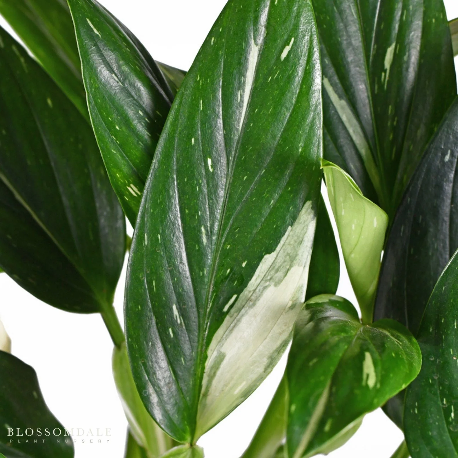 Monstera Standleyana Albo - Image 2