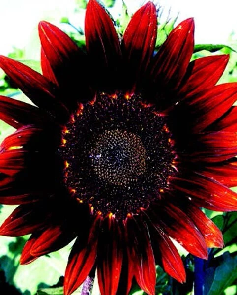 Moulin Rouge Hybrid Sunflower Seeds - Image 3