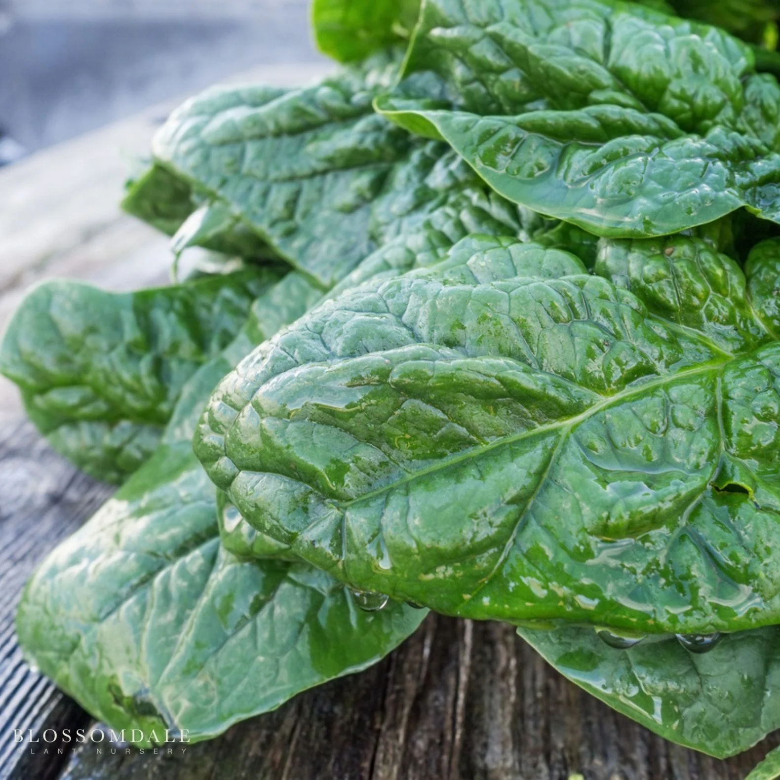 Olympia Spinach Seeds - Image 2
