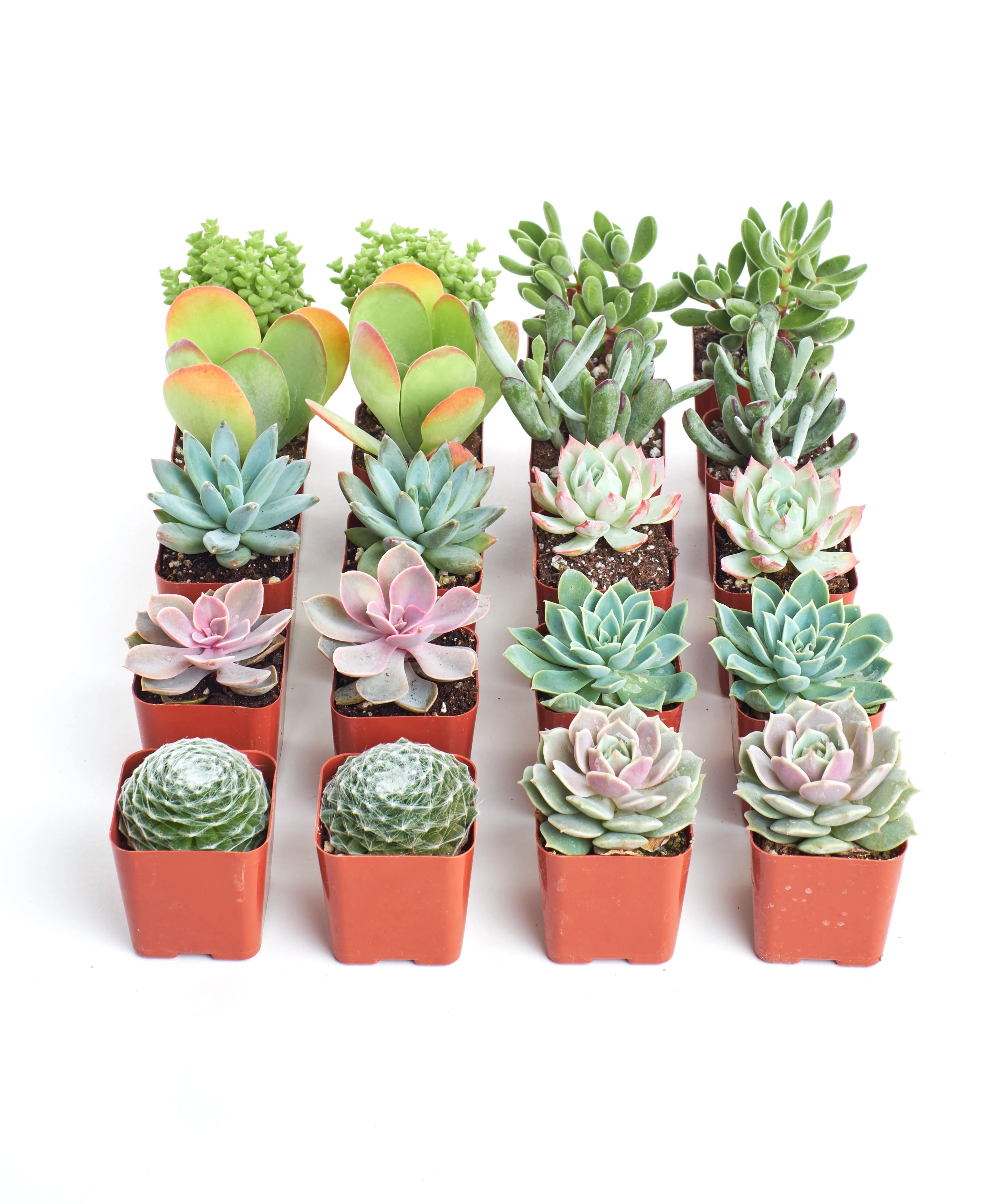 Pastel Mini Succulent Collection - Image 2