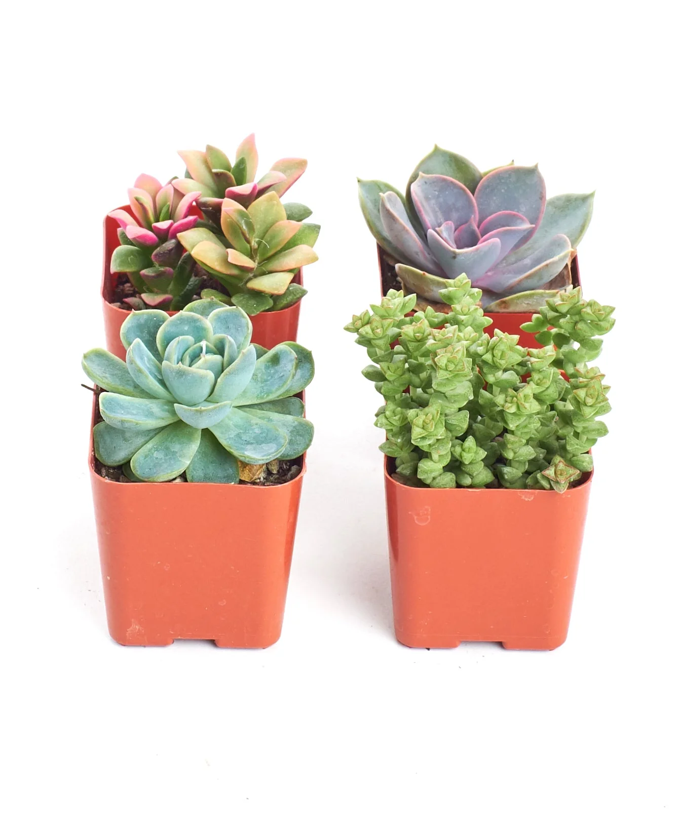Pastel Mini Succulent Collection - Image 5