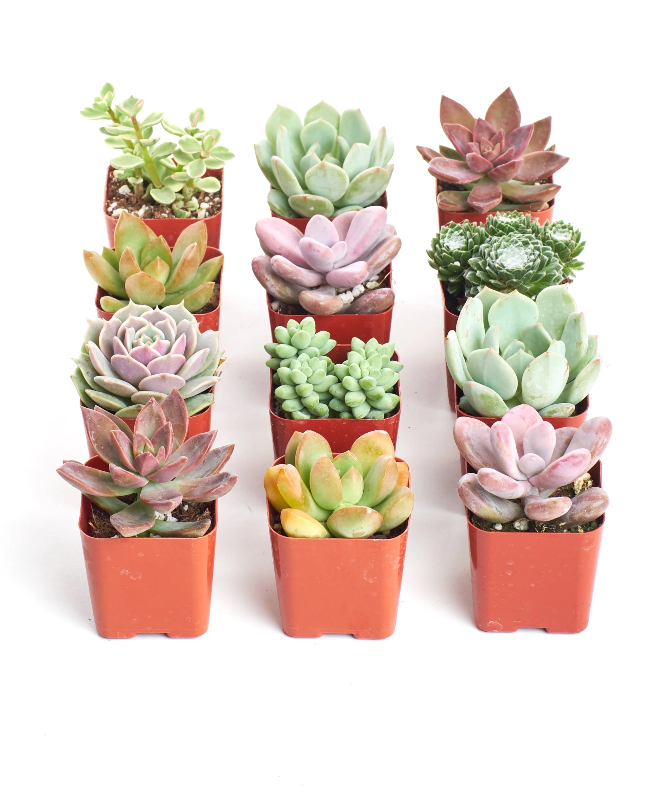 Pastel Mini Succulent Collection - Image 7
