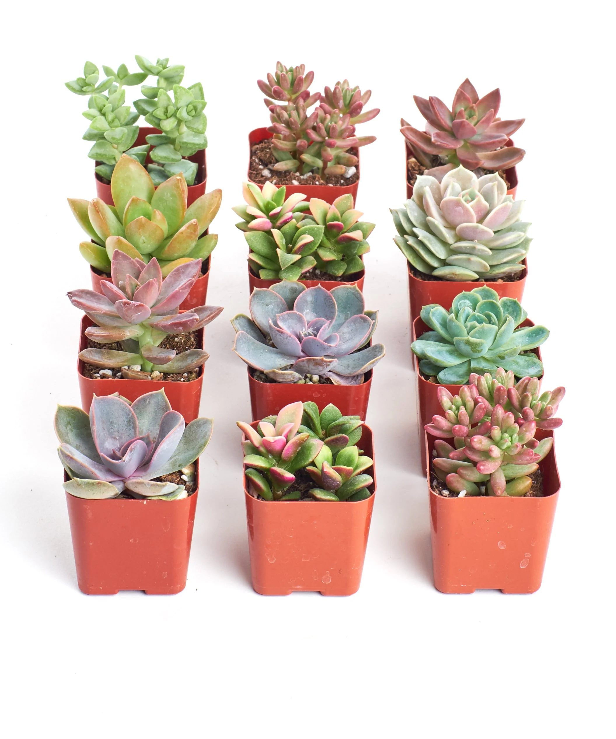 Pastel Mini Succulent Collection - Image 8