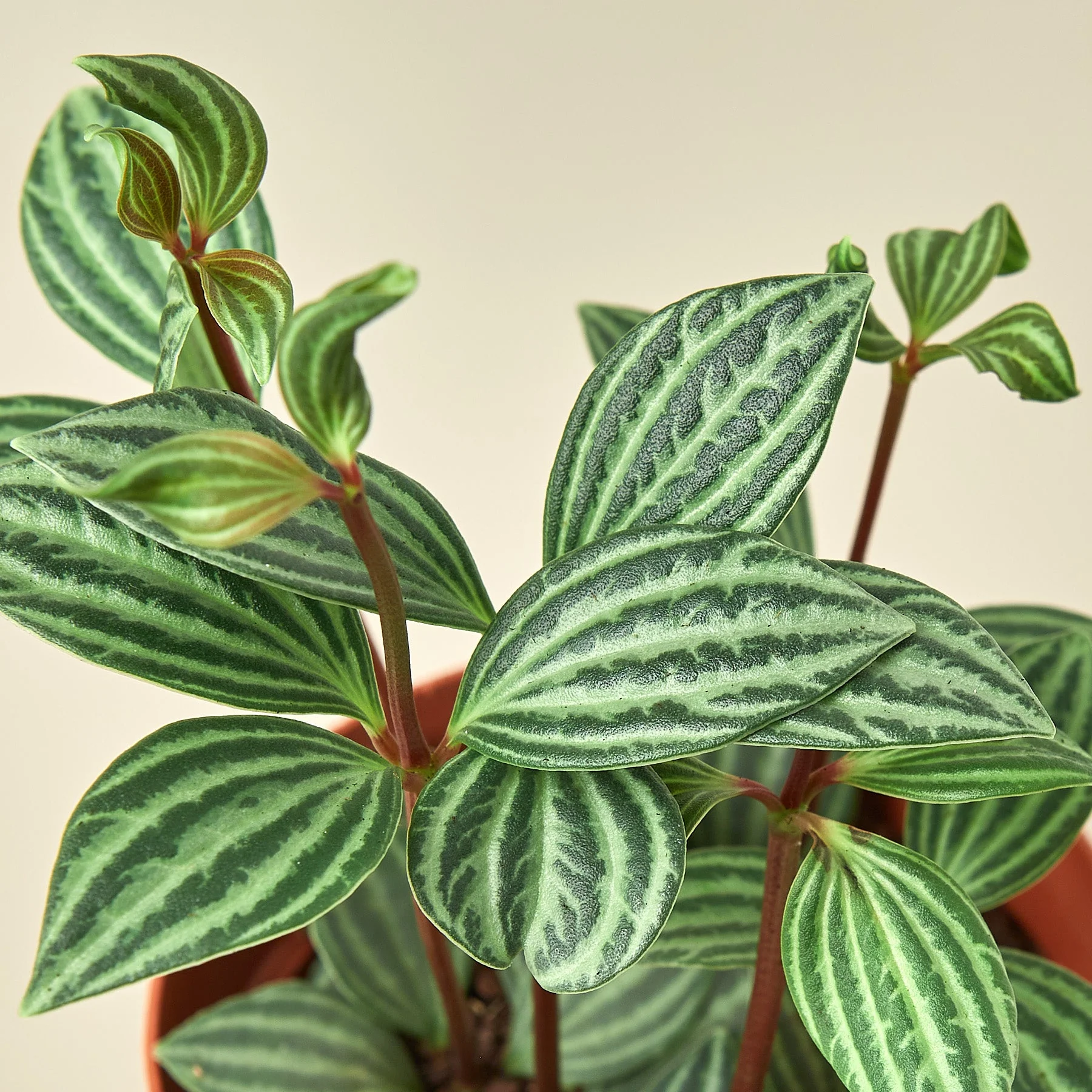Peperomia 'Parallel' - Image 2