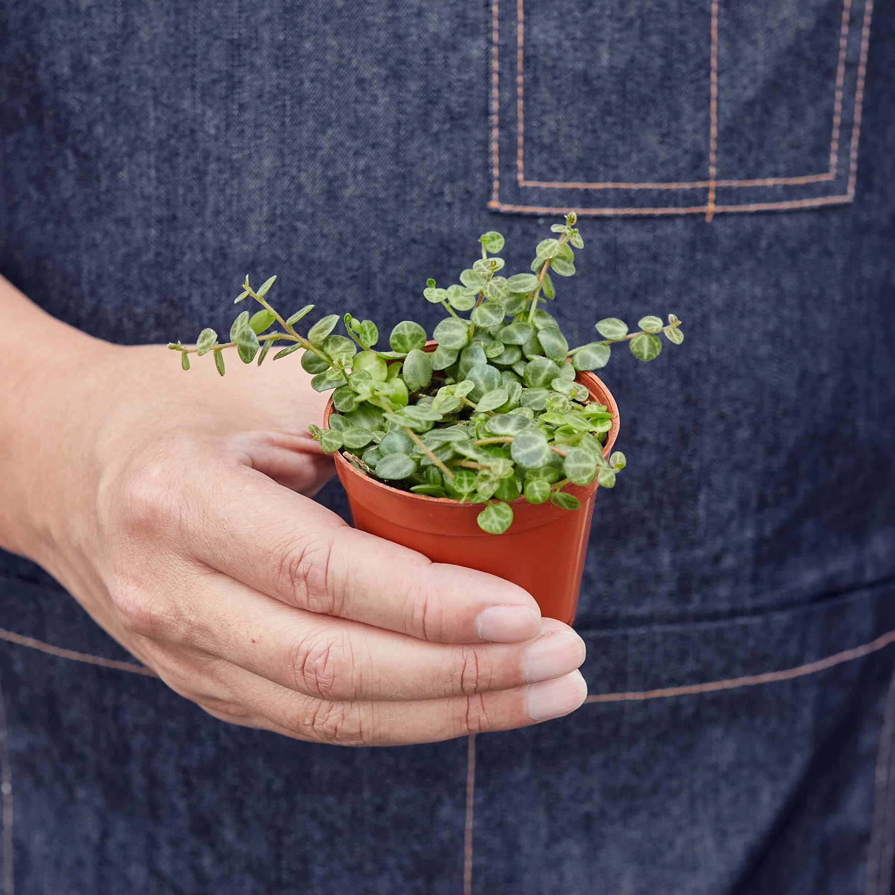 Peperomia Prostrata 'String of Turtles' - Image 3