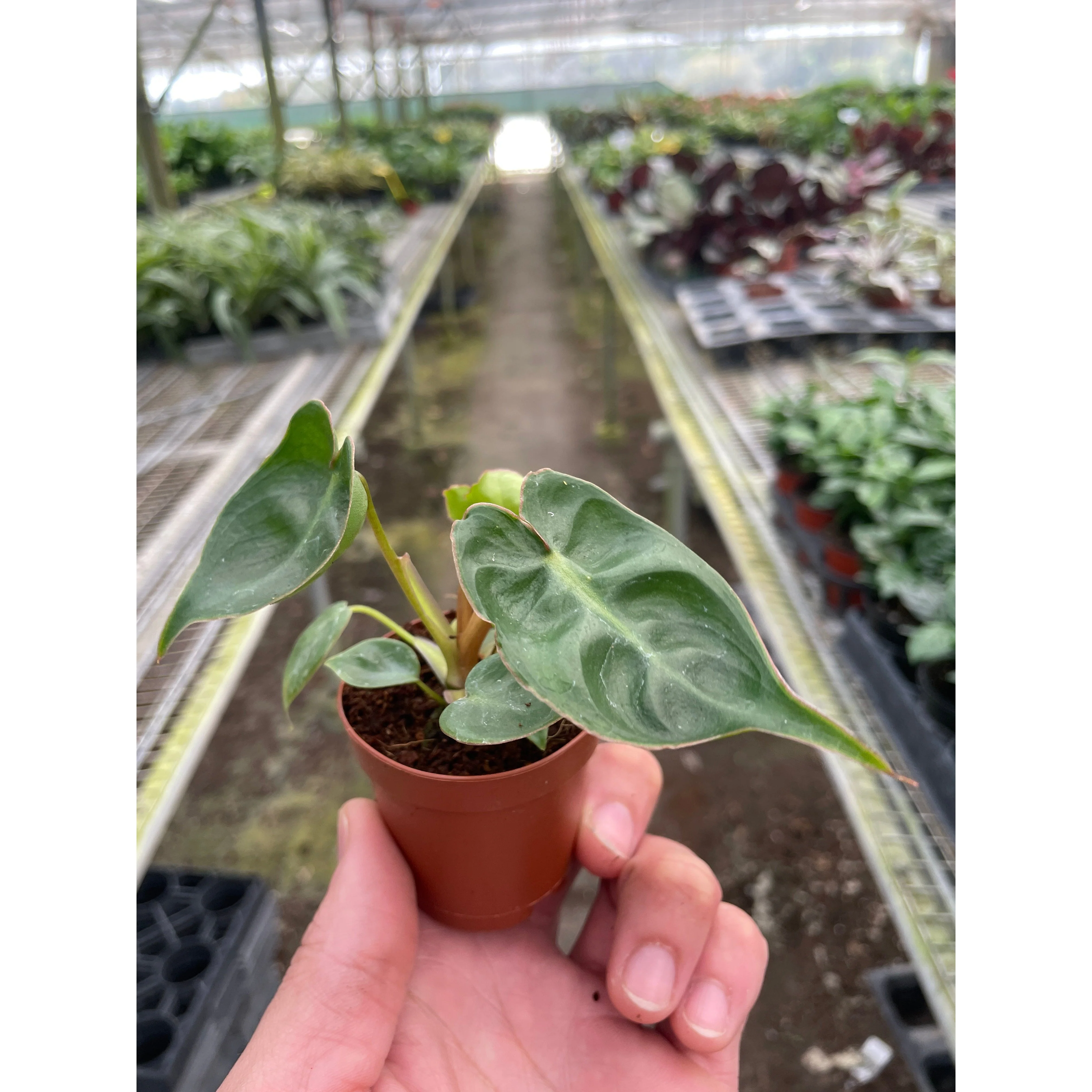 Philodendron 'Billietiae' - Image 2