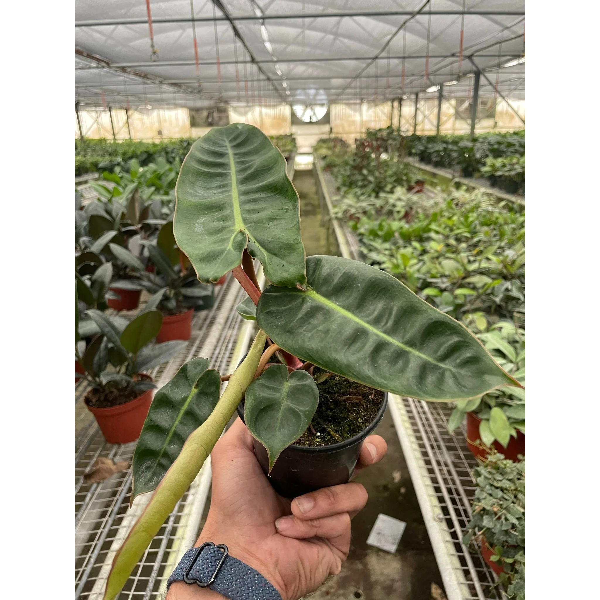 Philodendron 'Billietiae' - Image 3