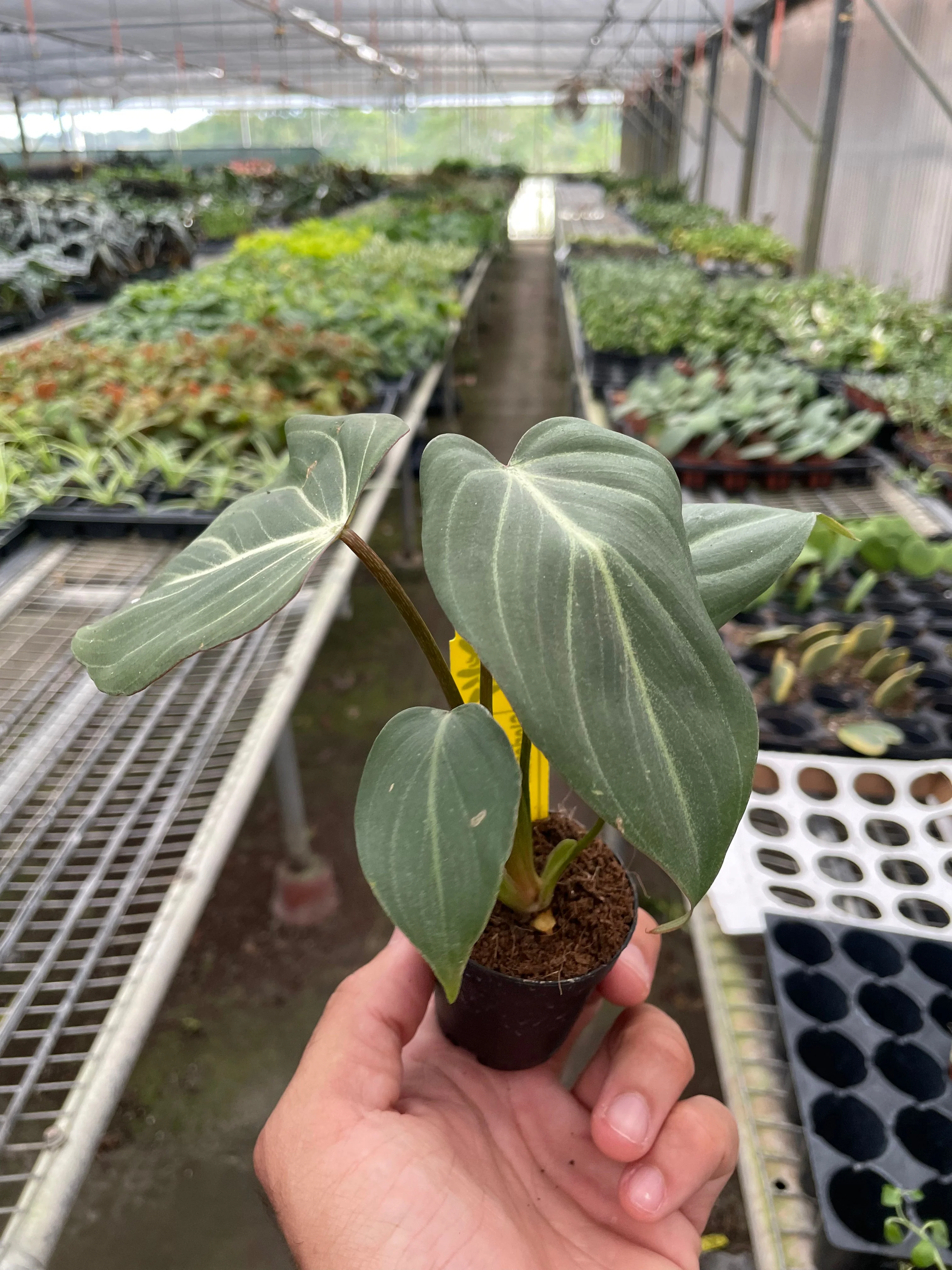 Philodendron 'Gloriosum' - Image 2