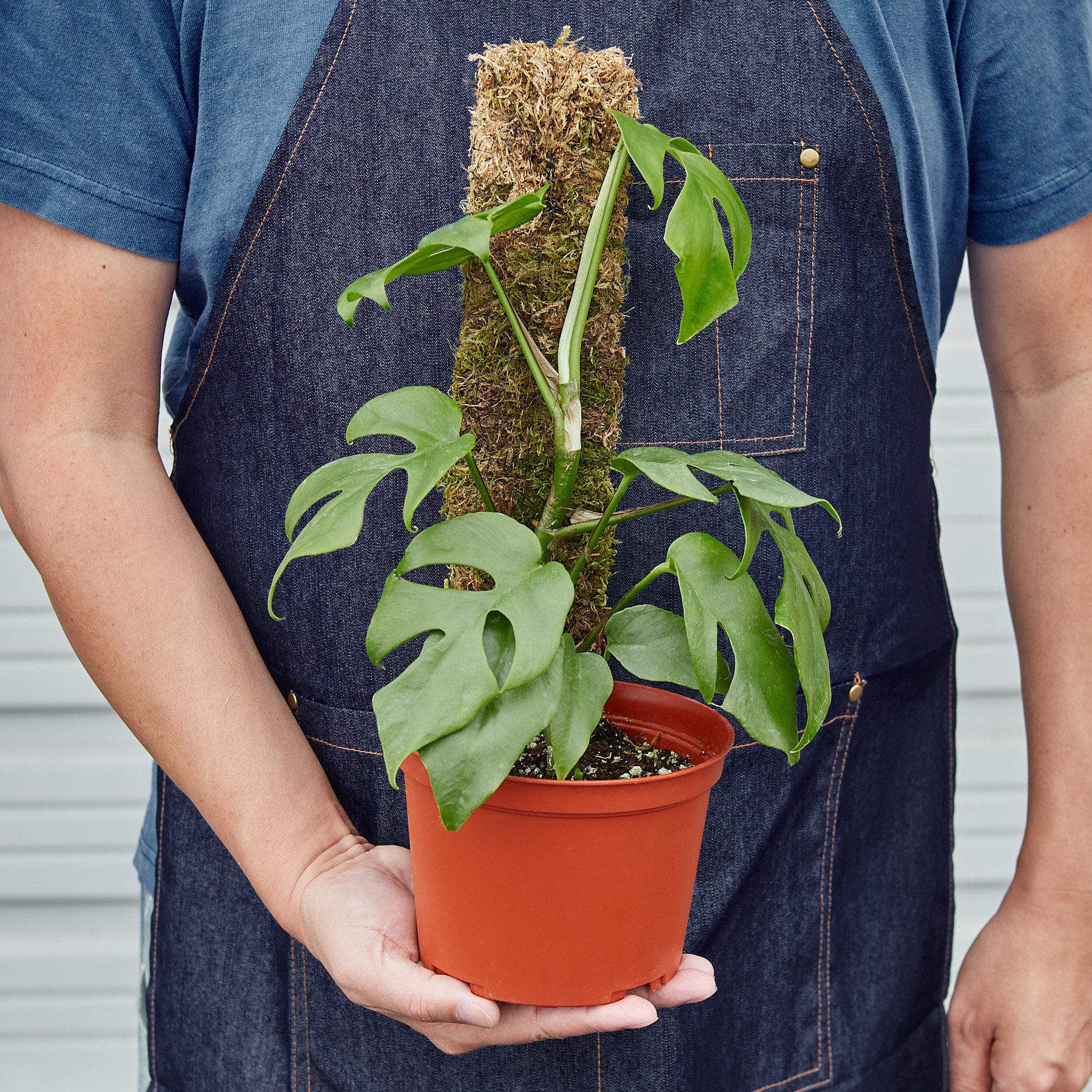Philodendron Mini Monstera Minima - Image 8