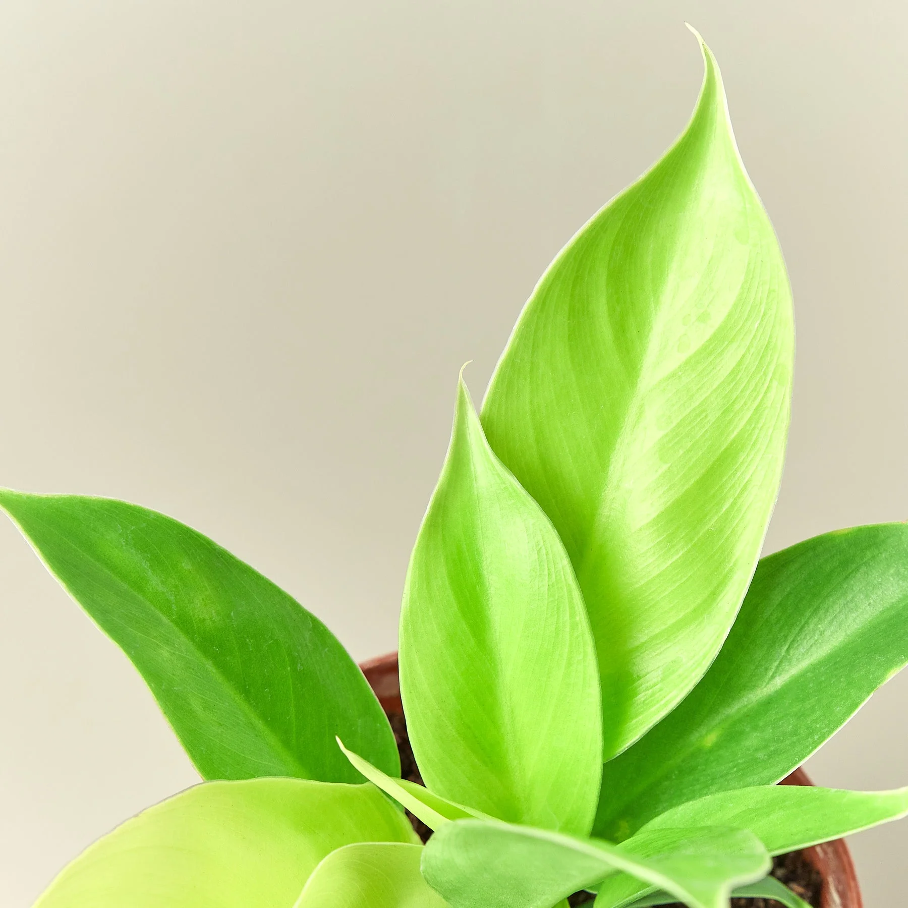 Philodendron 'Moonlight' - Image 2