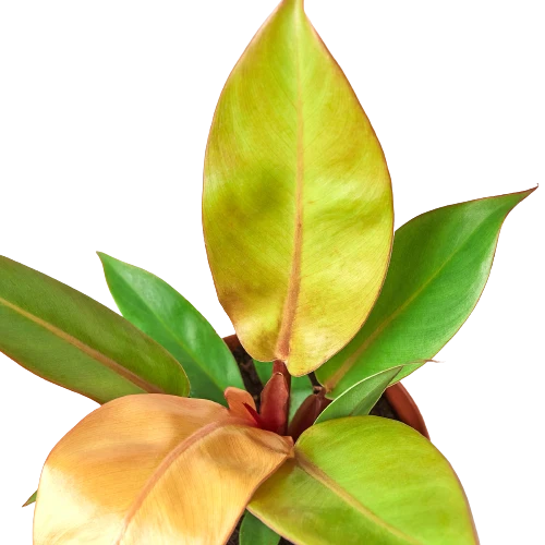 Philodendron 'Prince of Orange' - Image 2