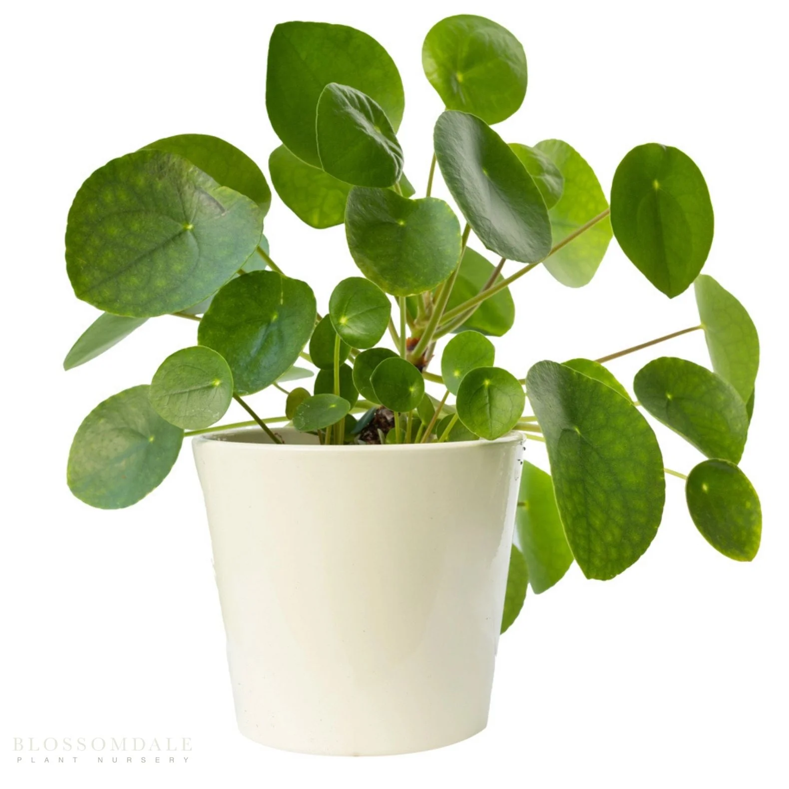 The Purrrfect Plant Bundle (Pet Friendly) - Image 4