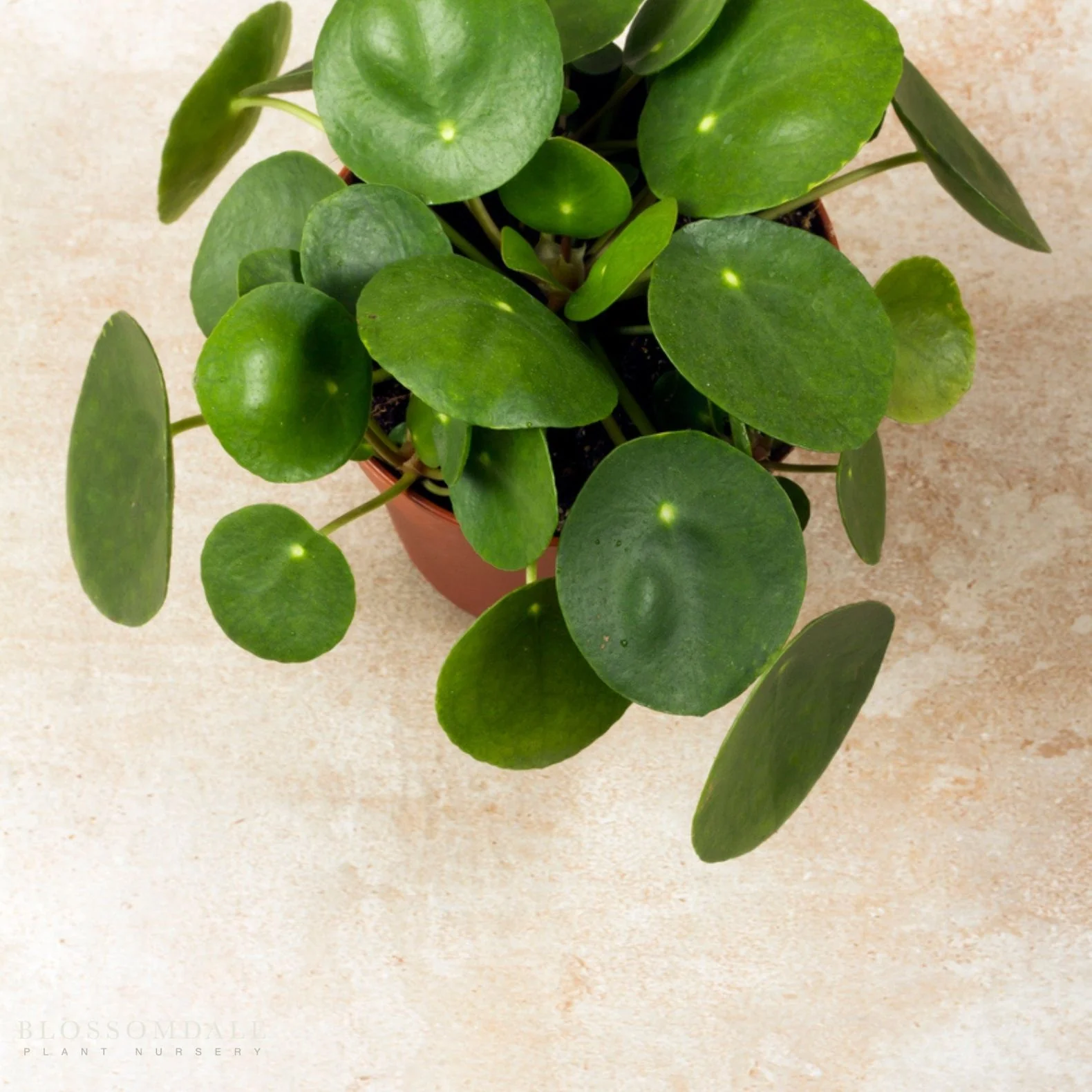 Pilea Peperomioides 'Chinese Money Plant' - Image 2