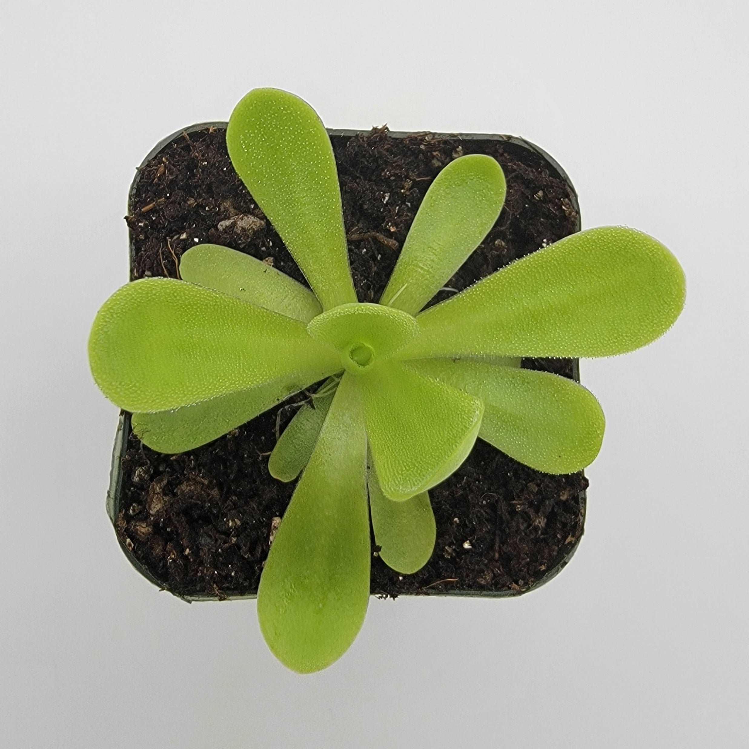 Pinguicula agnata 'True Blue' - Image 2