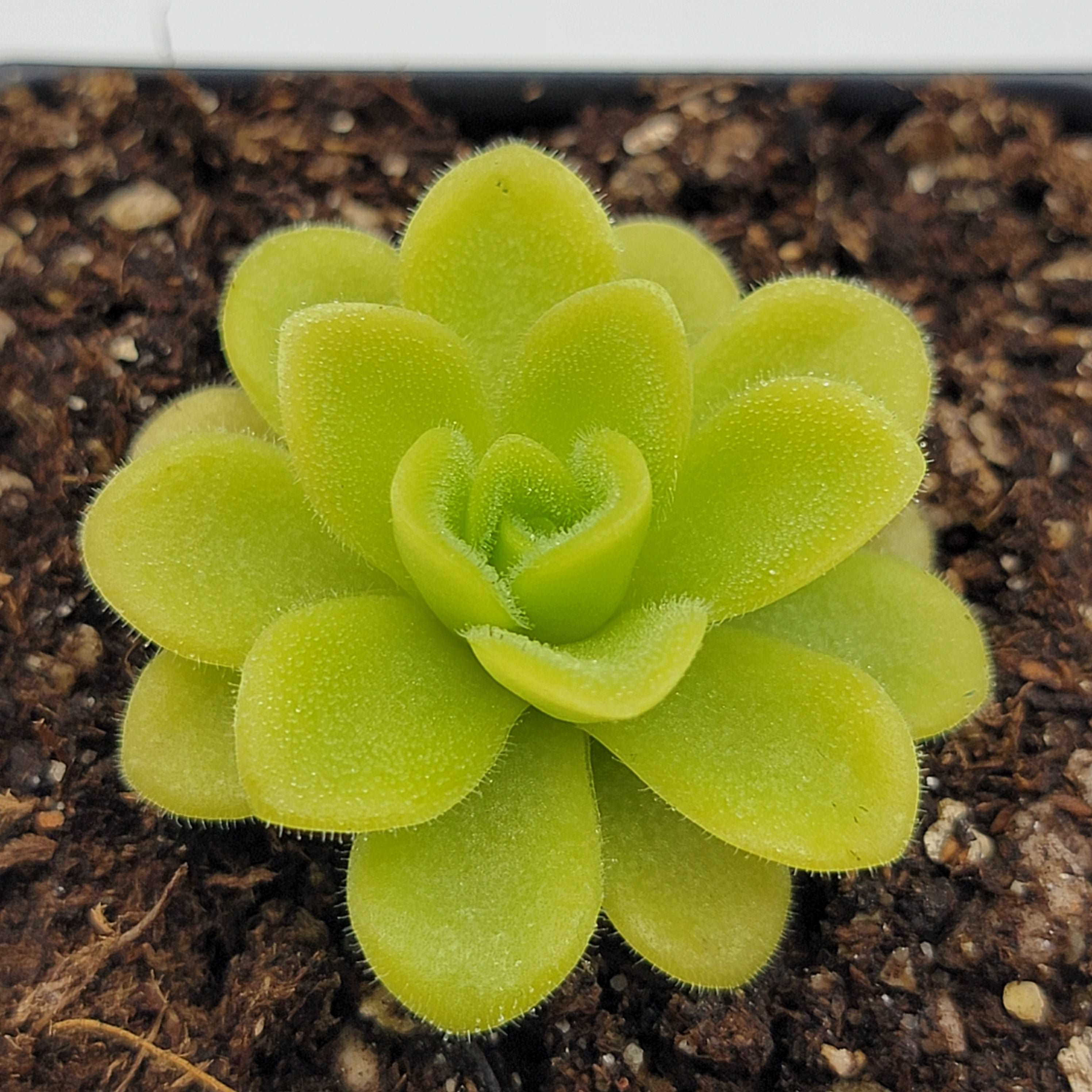 Pinguicula agnata 'True Blue' - Image 3