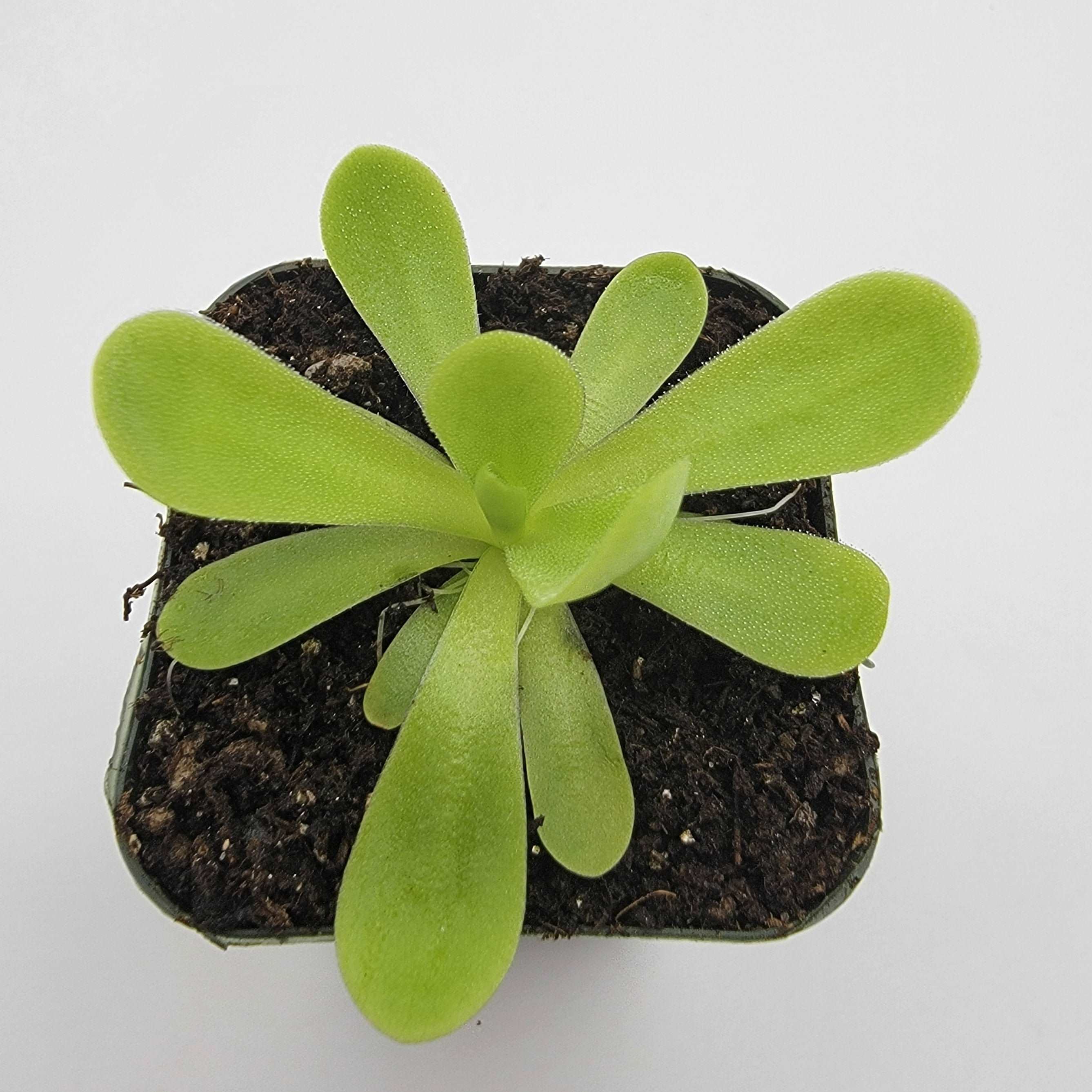 Pinguicula agnata 'True Blue' - Image 4