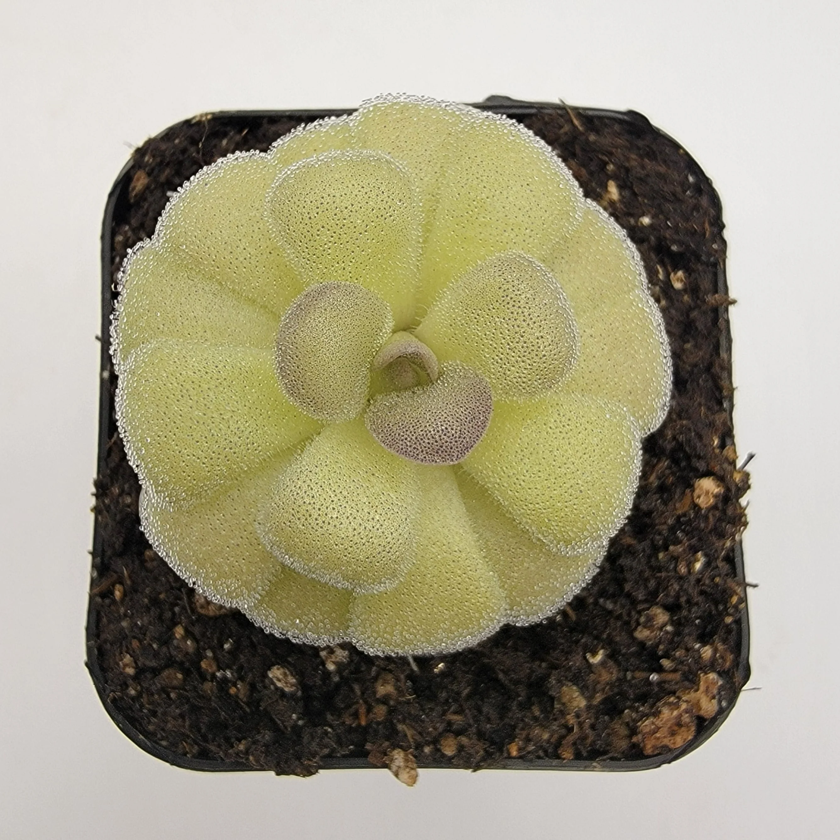 Pinguicula agnata "True Blue" x hemiepiphytica - Image 2