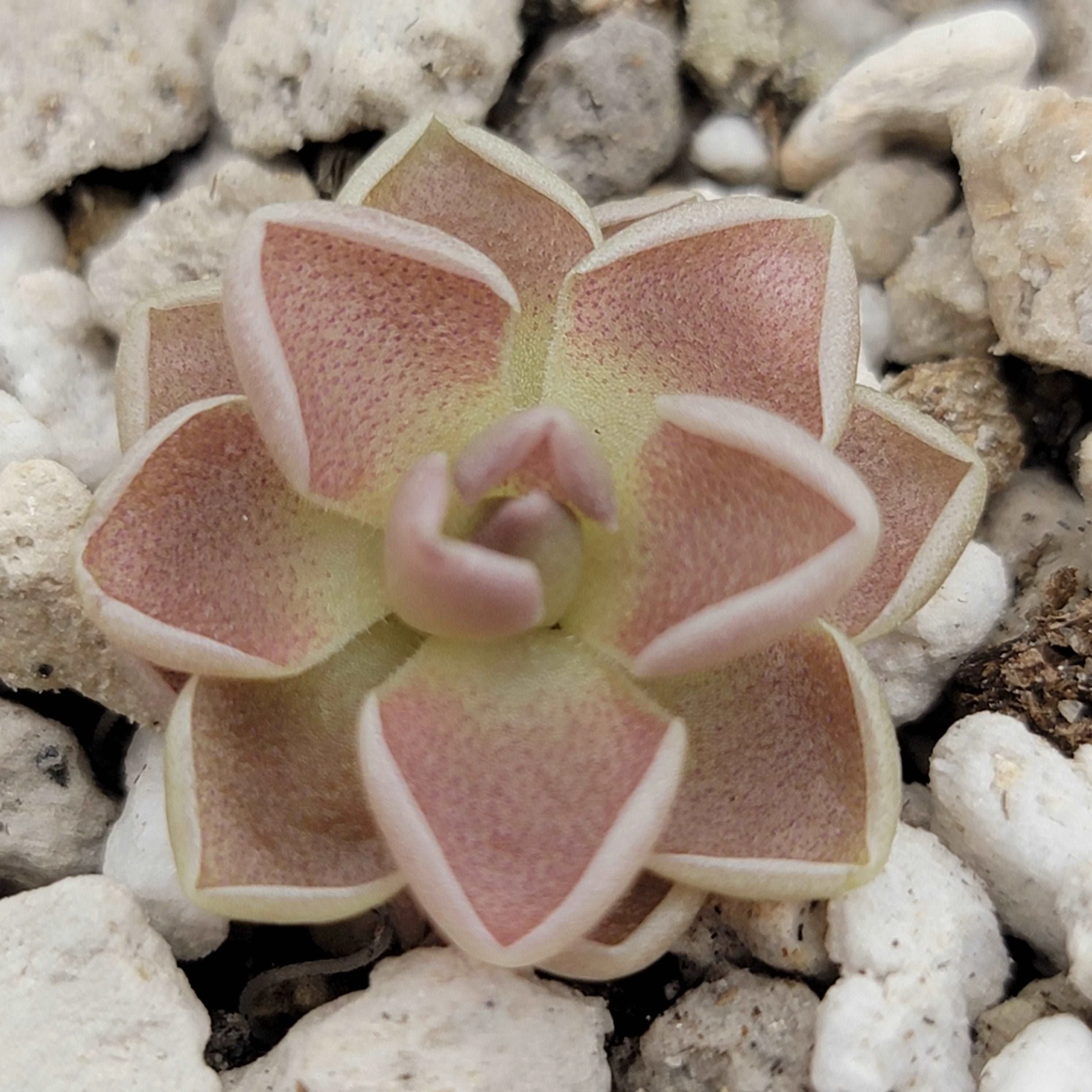 Pinguicula ehlersiae 'Victoria' - Image 2