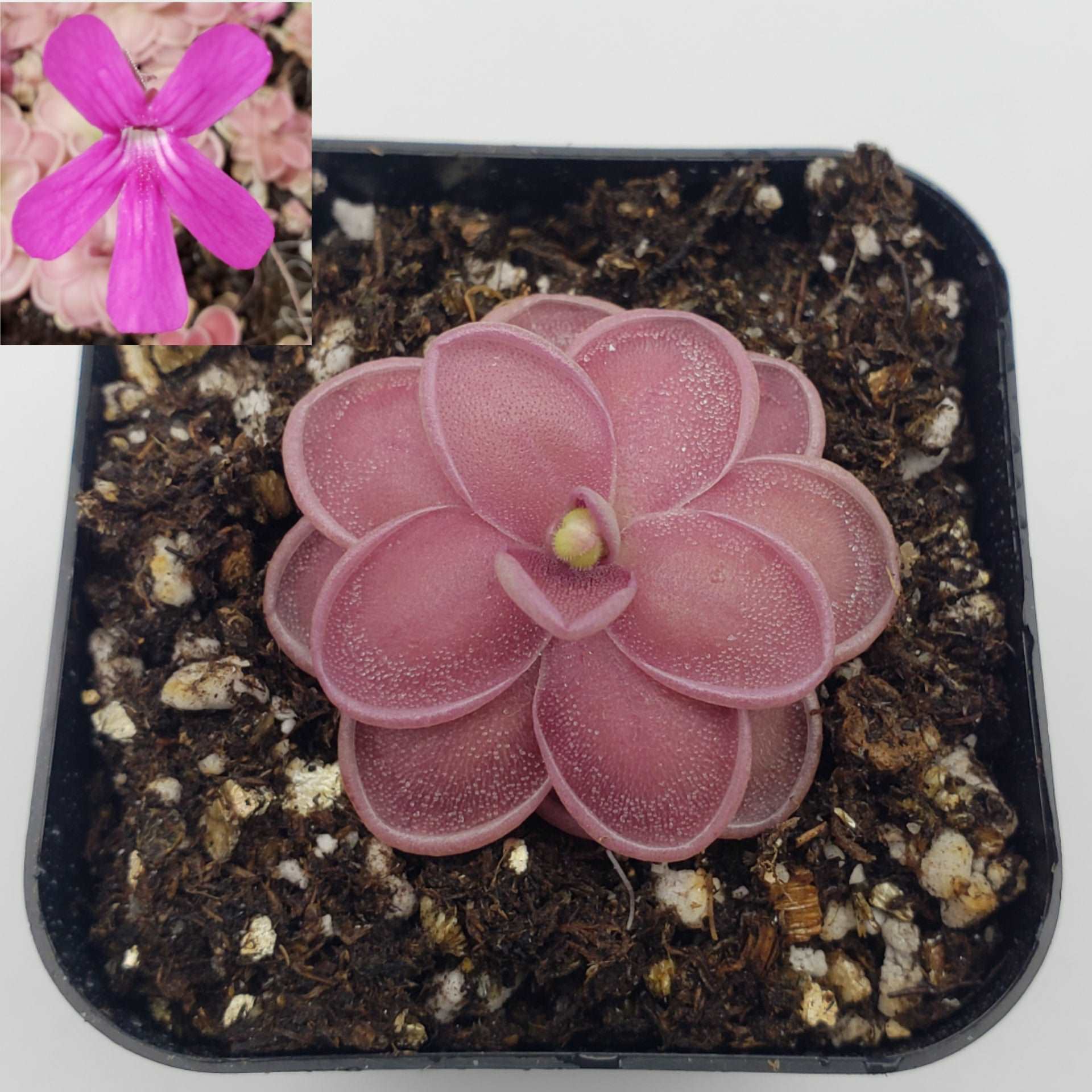 Pinguicula ehlersiae x mesophytica (clone #001) - Image 3