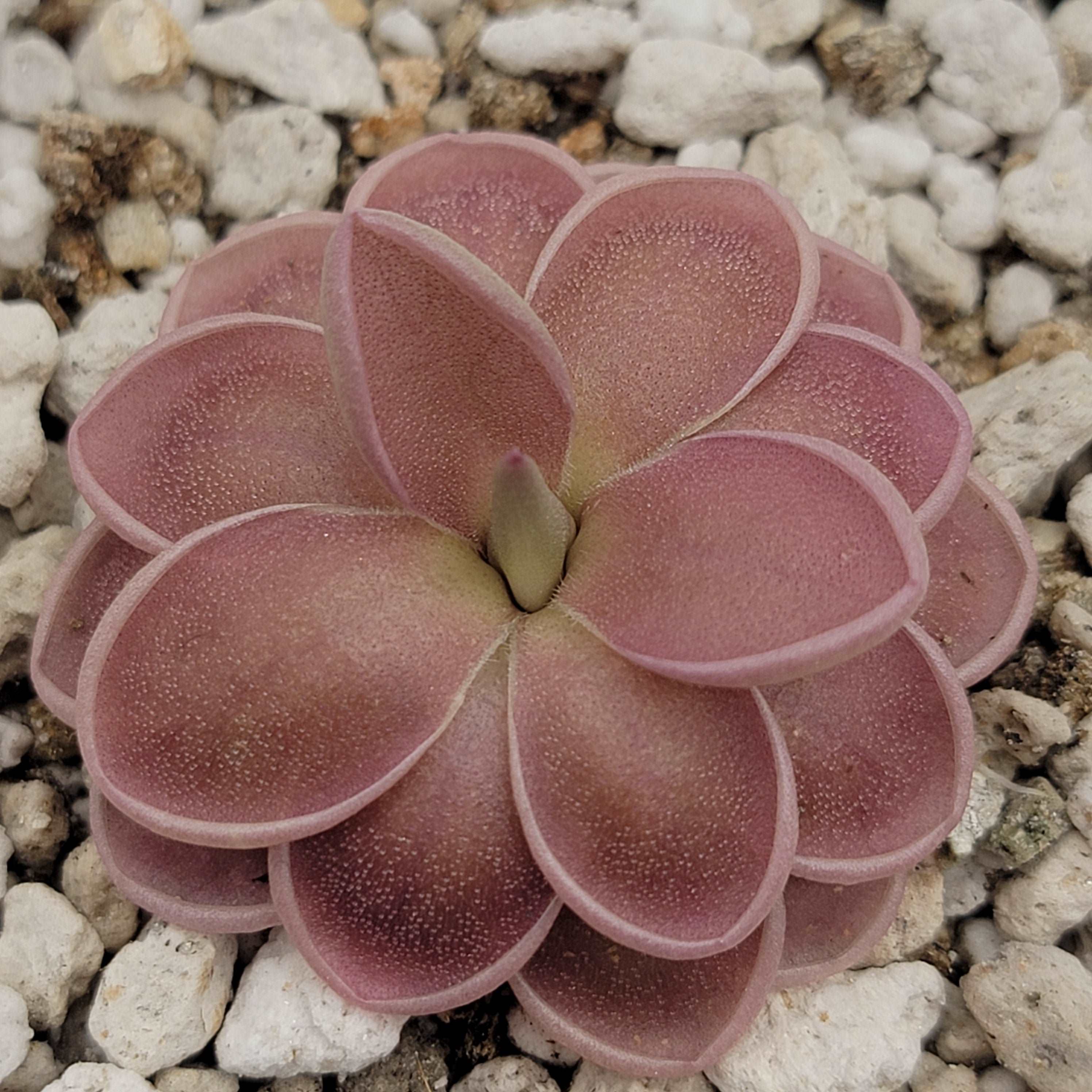 Pinguicula ehlersiae x mesophytica (clone #001) - Image 4