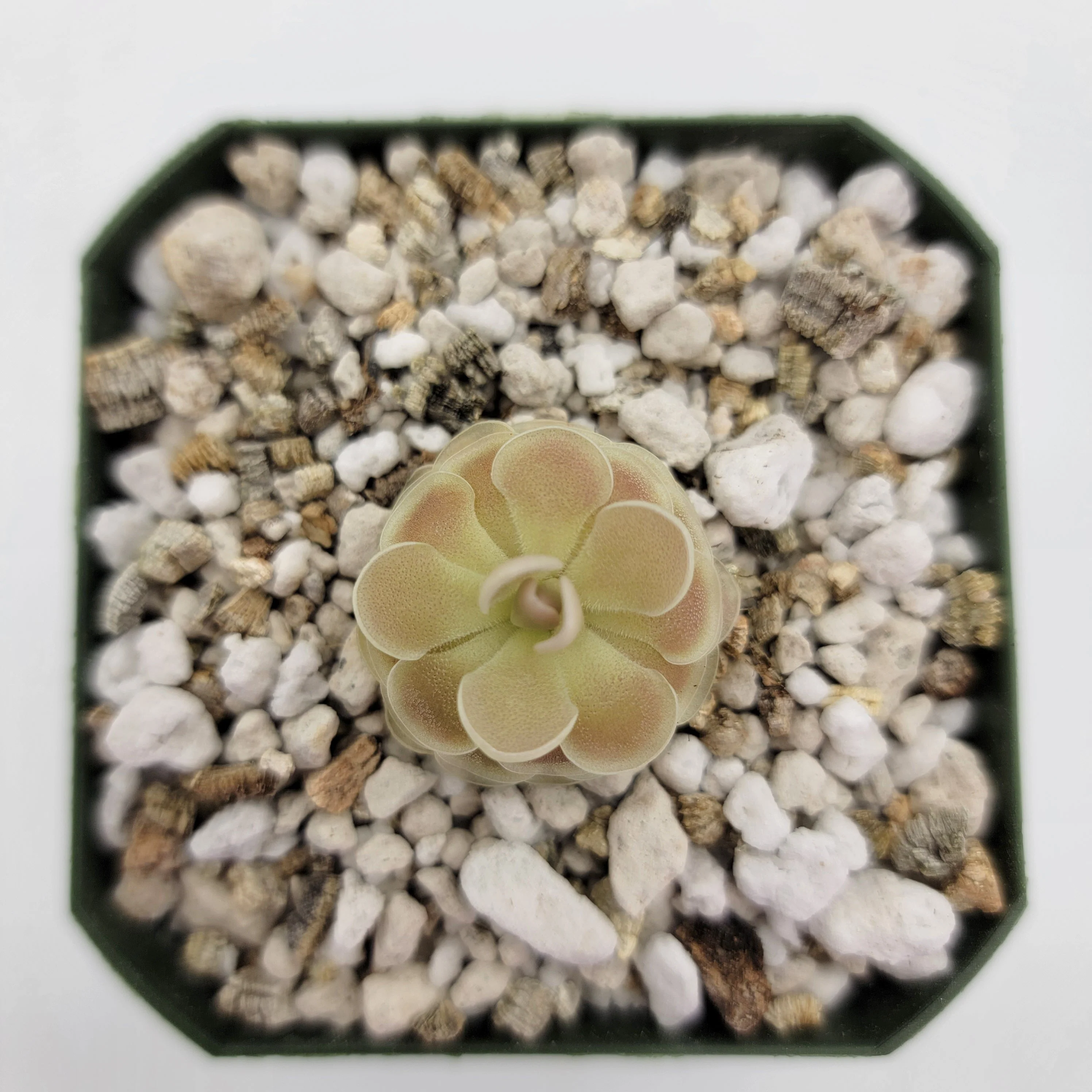 Pinguicula esseriana {Buena Vista} - Image 2