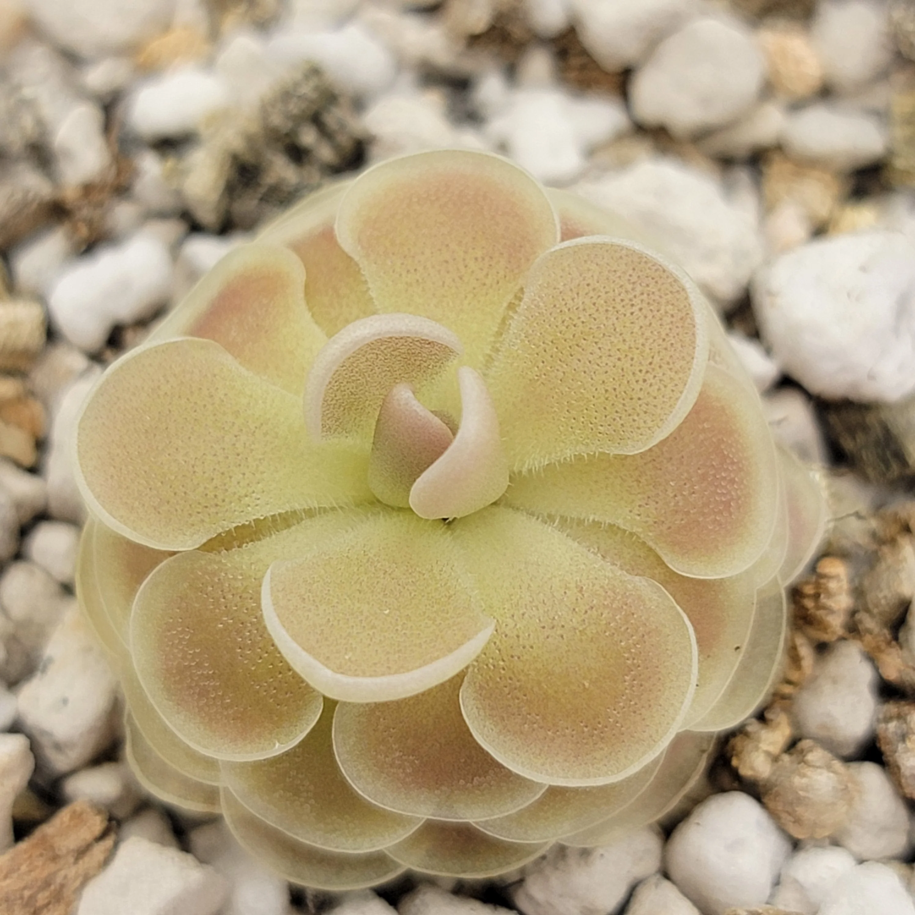 Pinguicula esseriana {Buena Vista} - Image 3