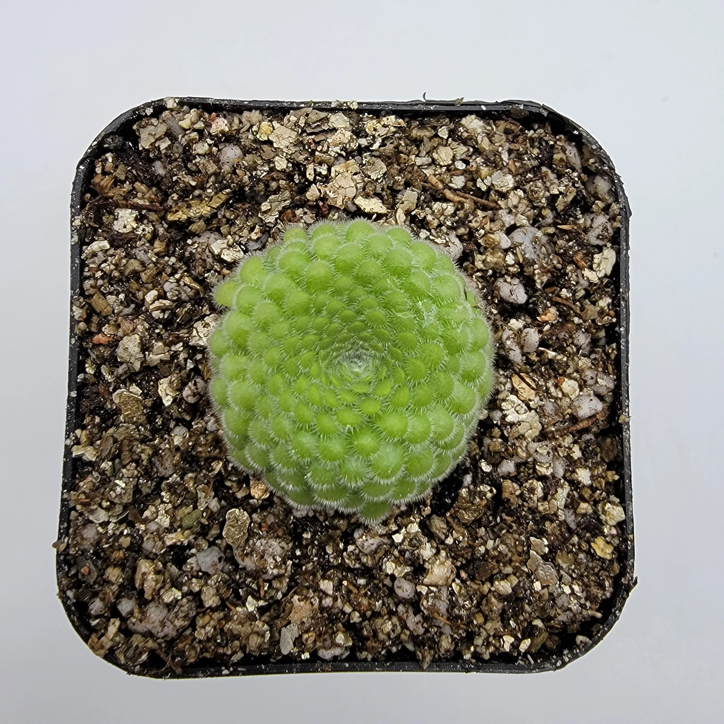 Pinguicula gypsicola {Buena Vista, San Luis Potosi, Mex} - Image 2