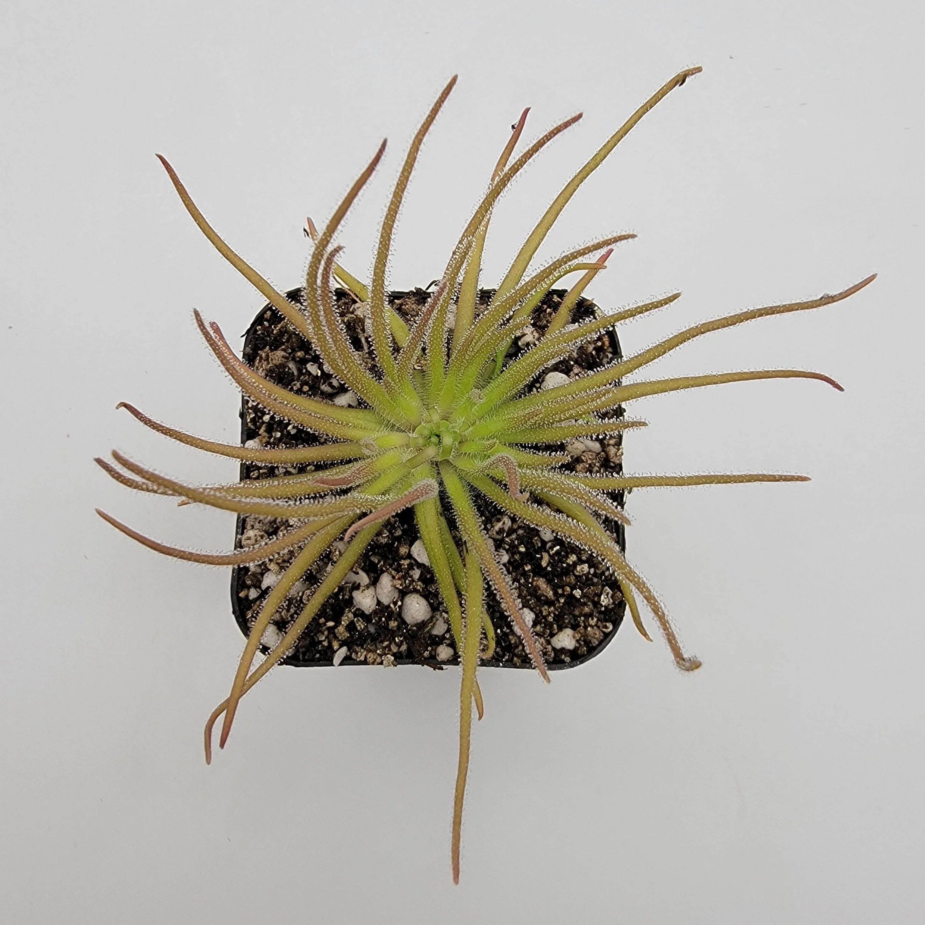 Pinguicula gypsicola {Buena Vista, San Luis Potosi, Mex} - Image 3