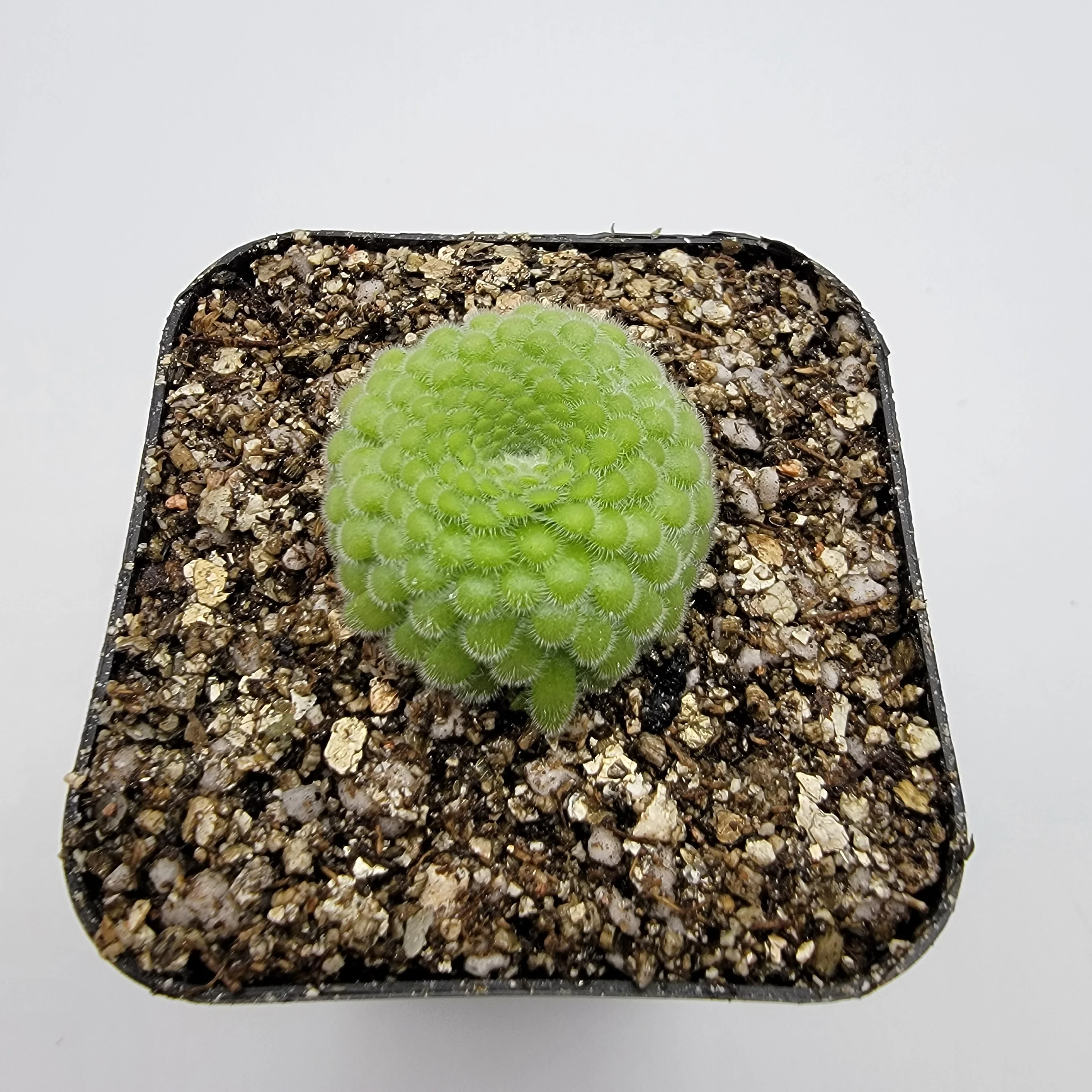 Pinguicula gypsicola {Buena Vista, San Luis Potosi, Mex} - Image 4