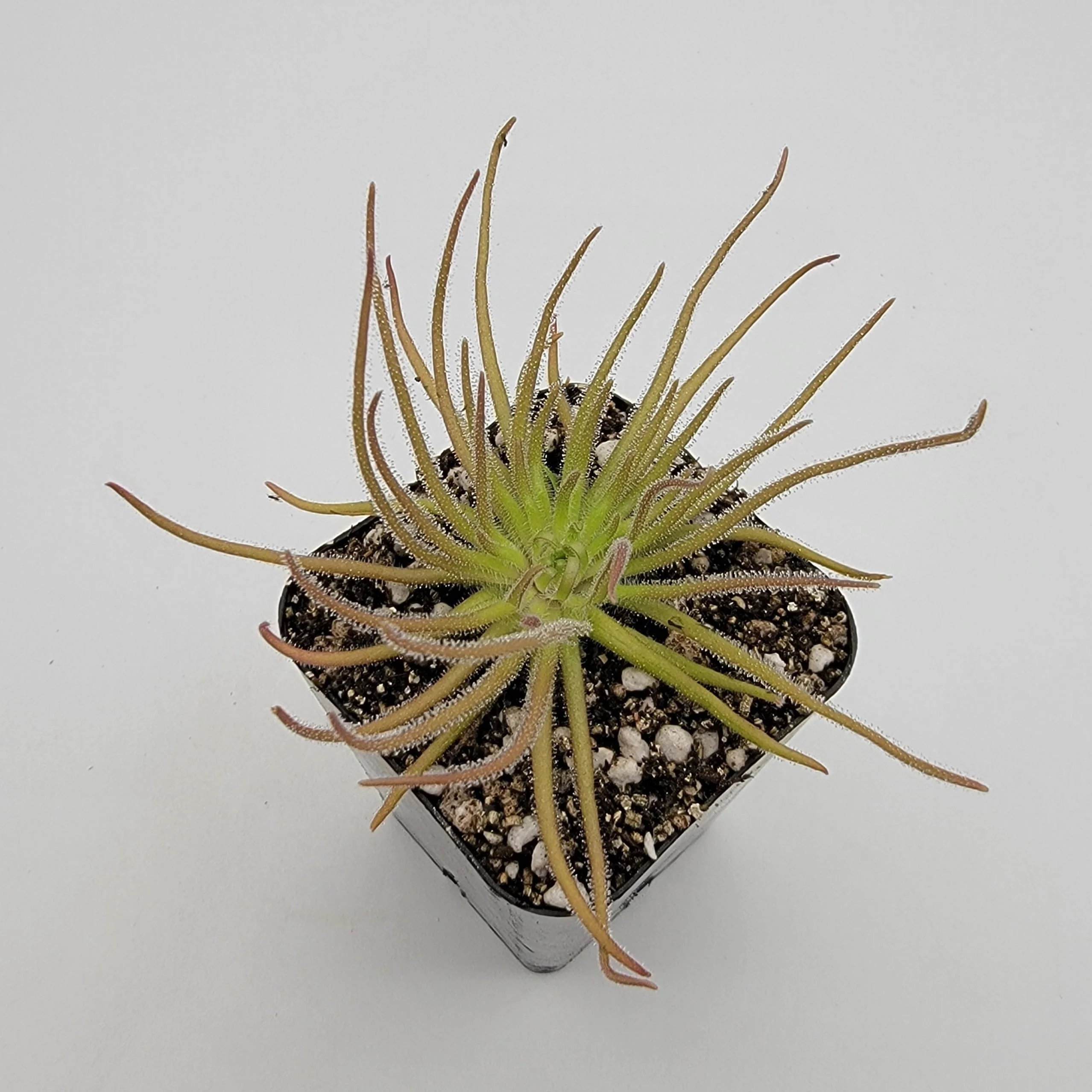Pinguicula gypsicola {Buena Vista, San Luis Potosi, Mex} - Image 5