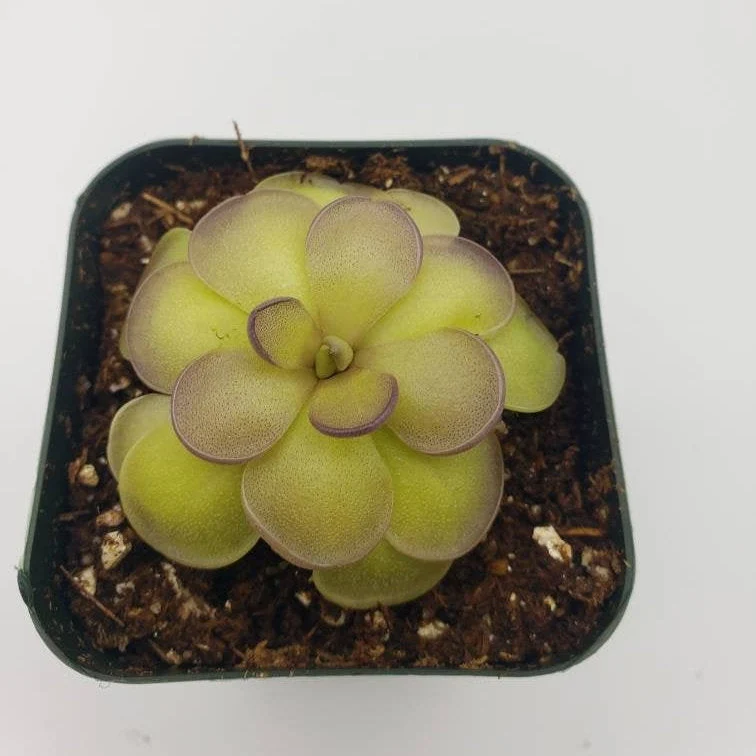Pinguicula hemiepiphytica x cyclosecta - Image 3
