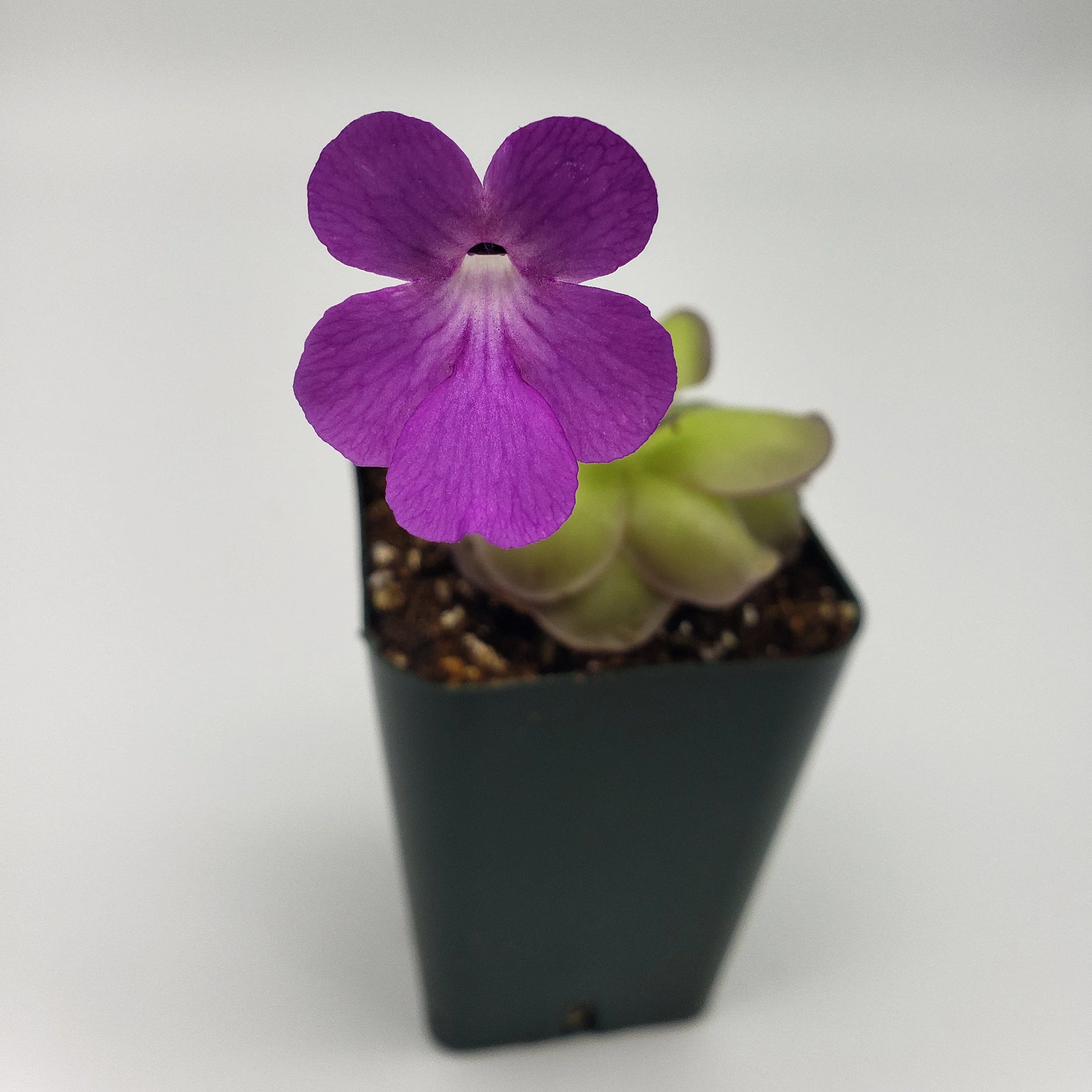 Pinguicula hemiepiphytica x cyclosecta - Image 4