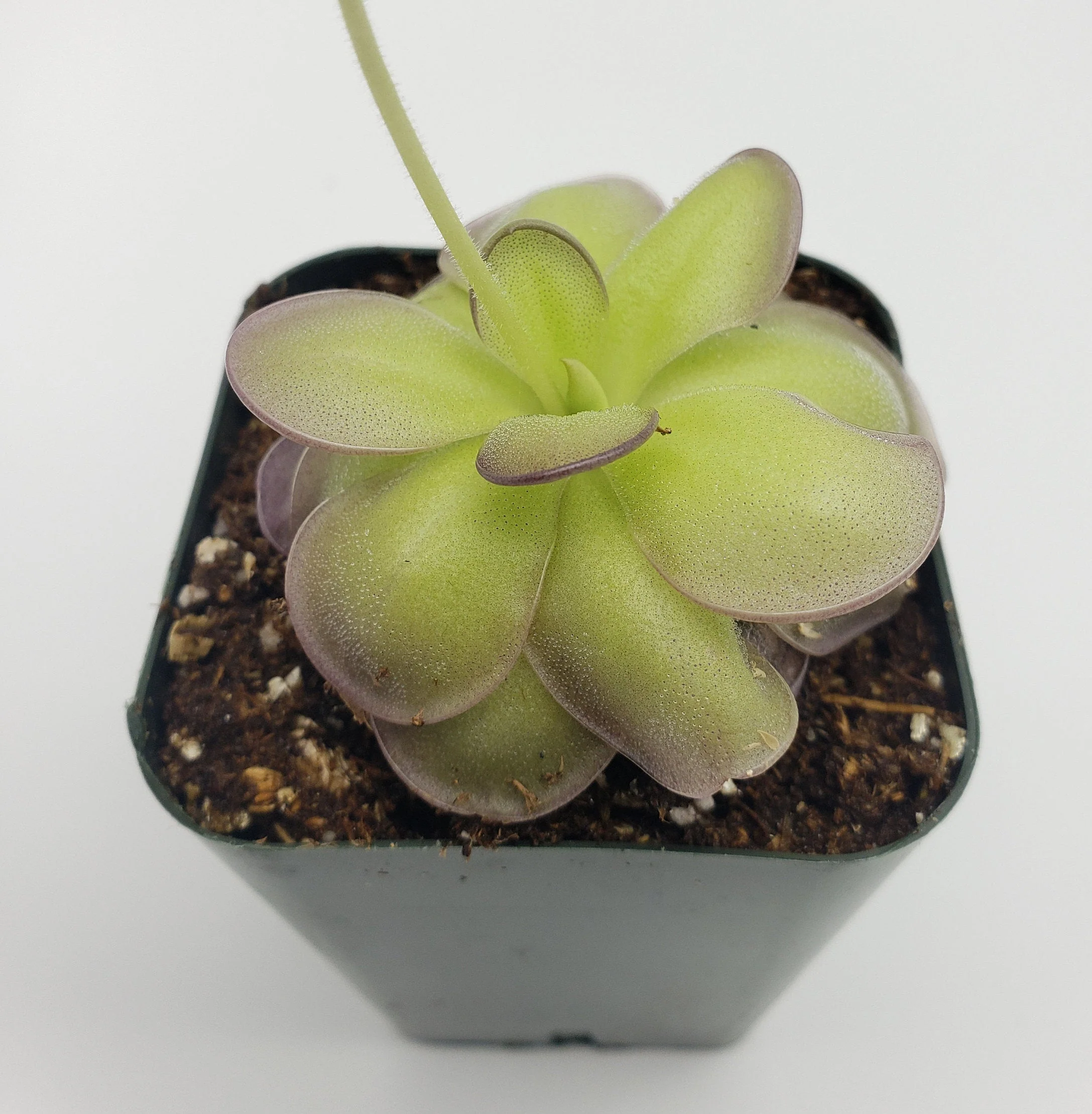 Pinguicula hemiepiphytica x cyclosecta - Image 5