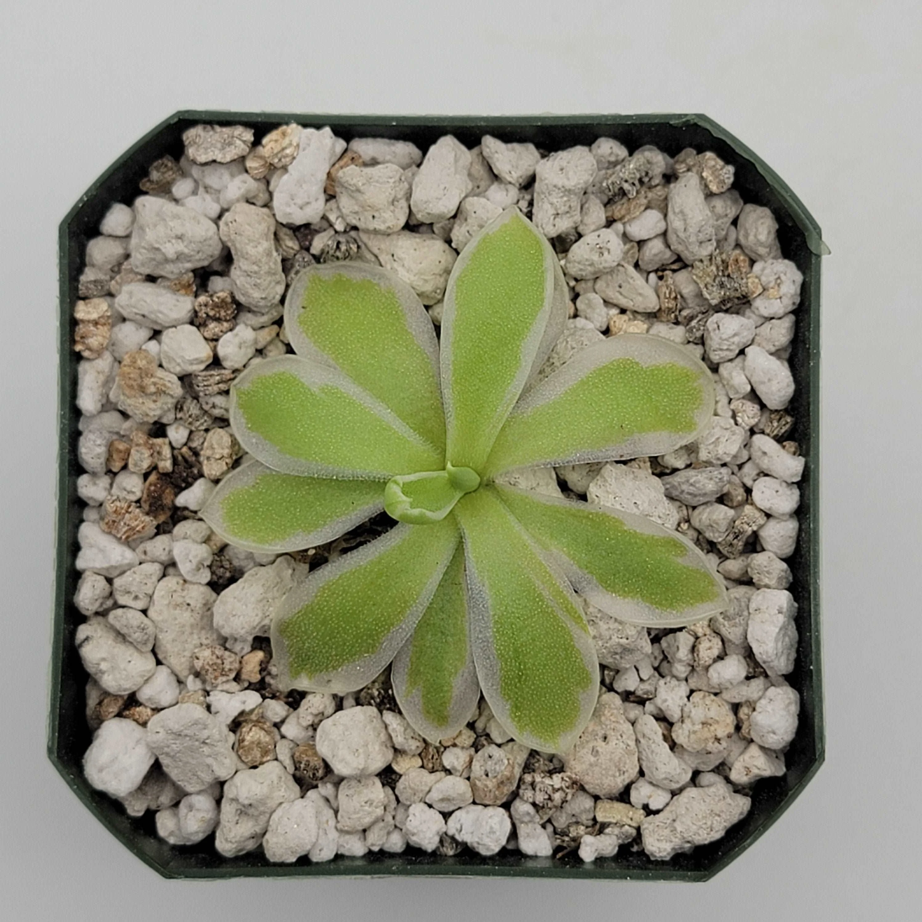 Pinguicula "Snow Queen" - Image 4
