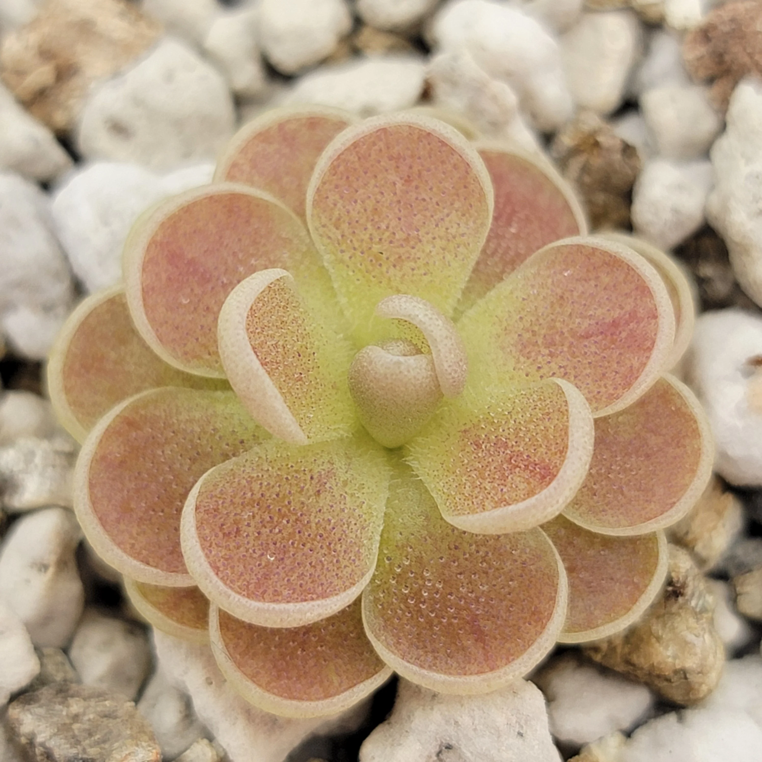 Pinguicula spec. "Minas des Asbestos" - Image 2